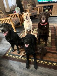 A group of dogs are sitting on a rug in a living room.