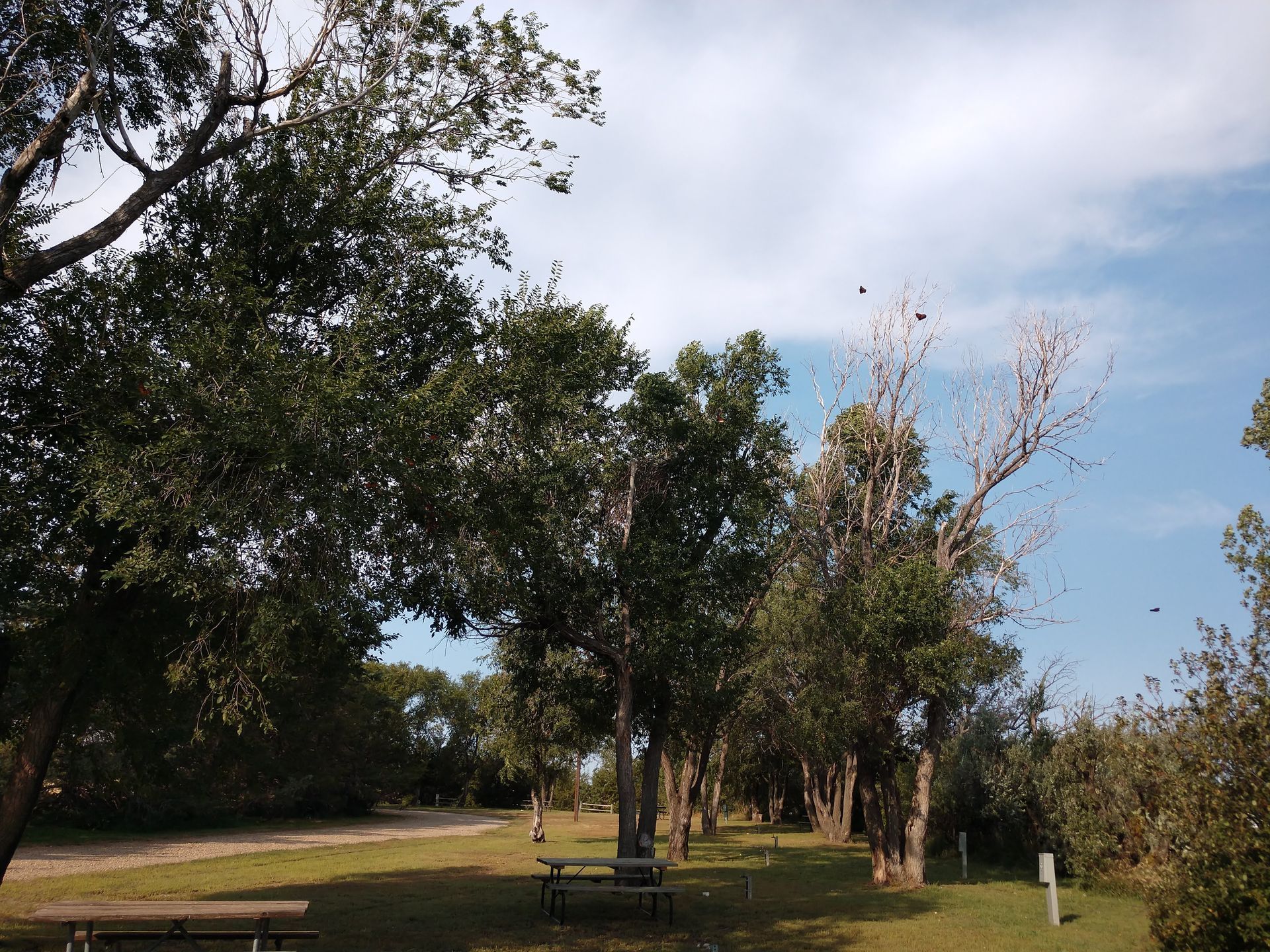 A row of trees with a picnic table in the middle