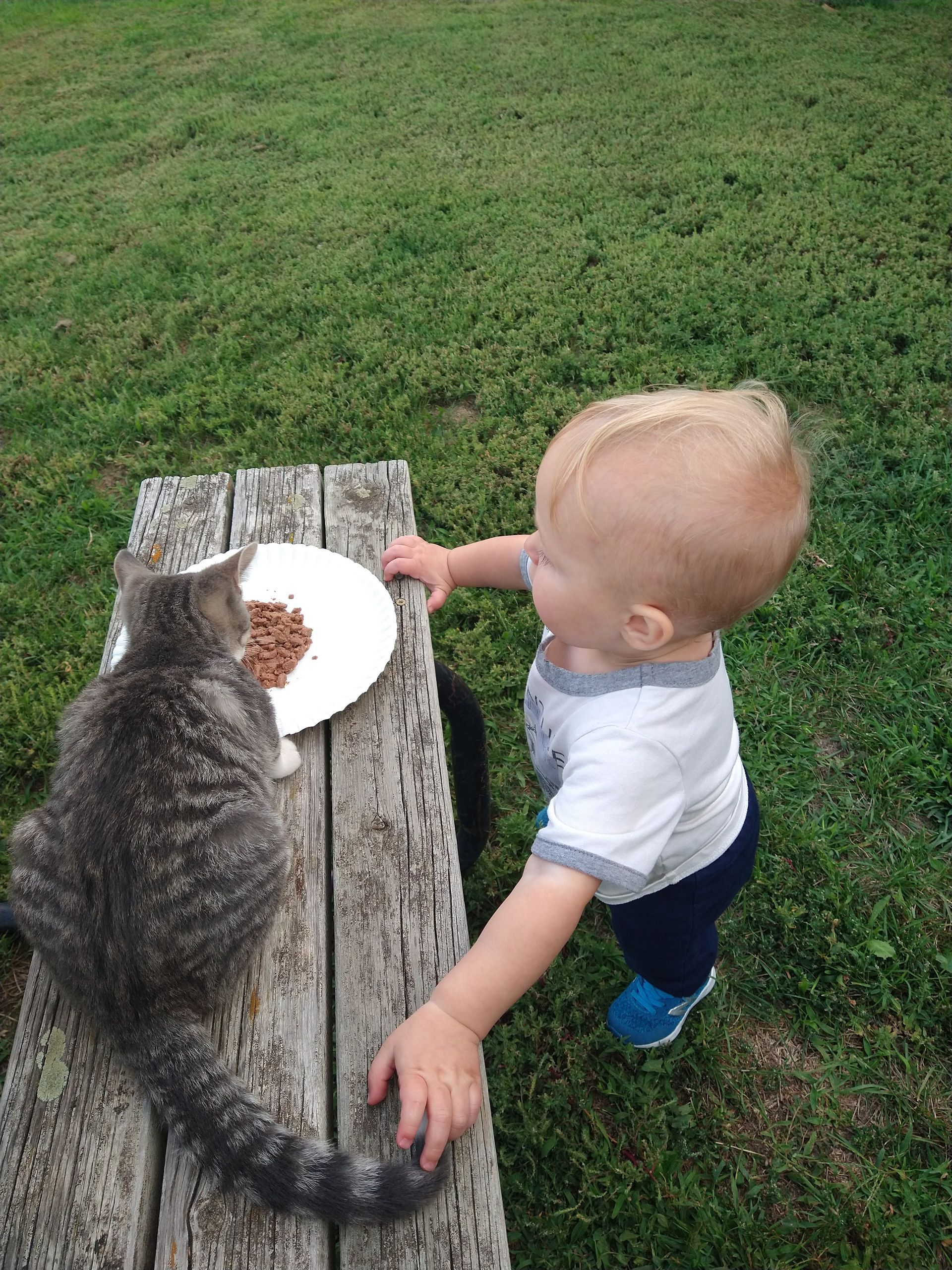 A baby is feeding a cat from a plate on a picnic table.