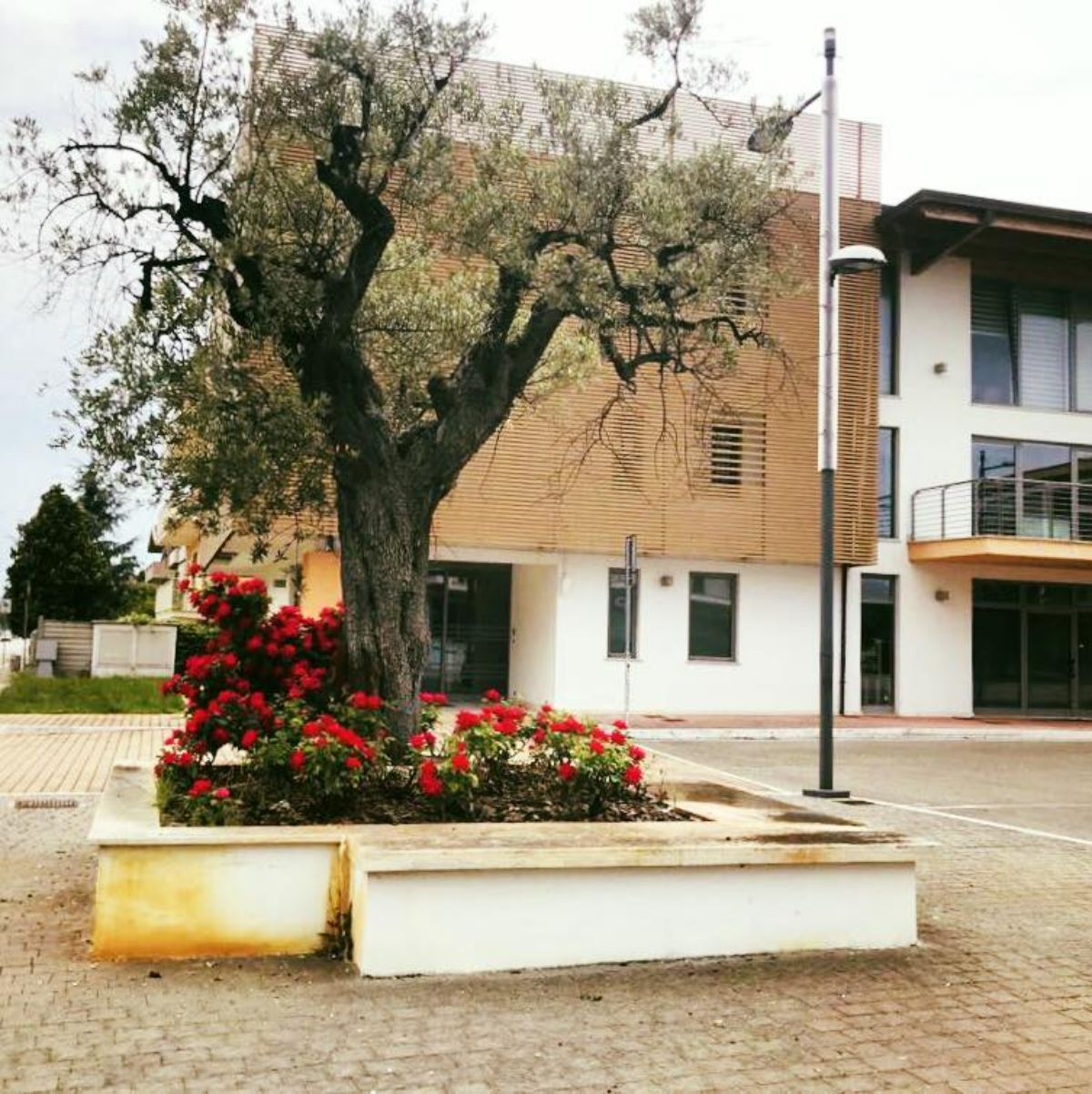 Albero e aiuola