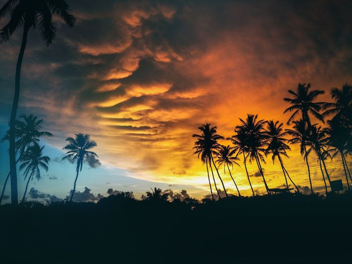 A sunset with palm trees in the foreground