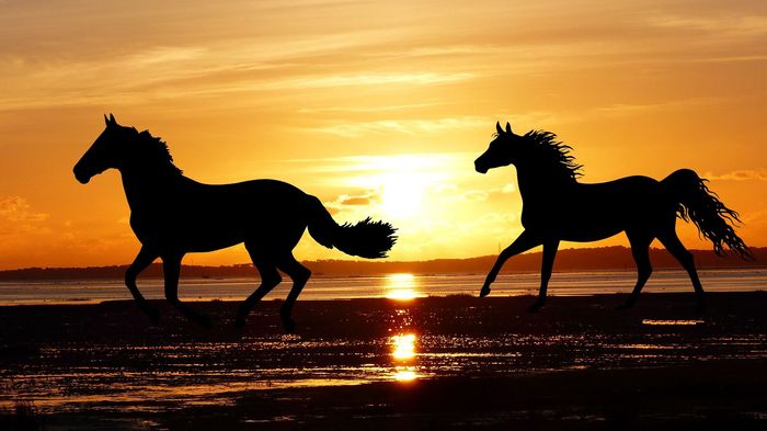 Two horses are running on the beach at sunset.
