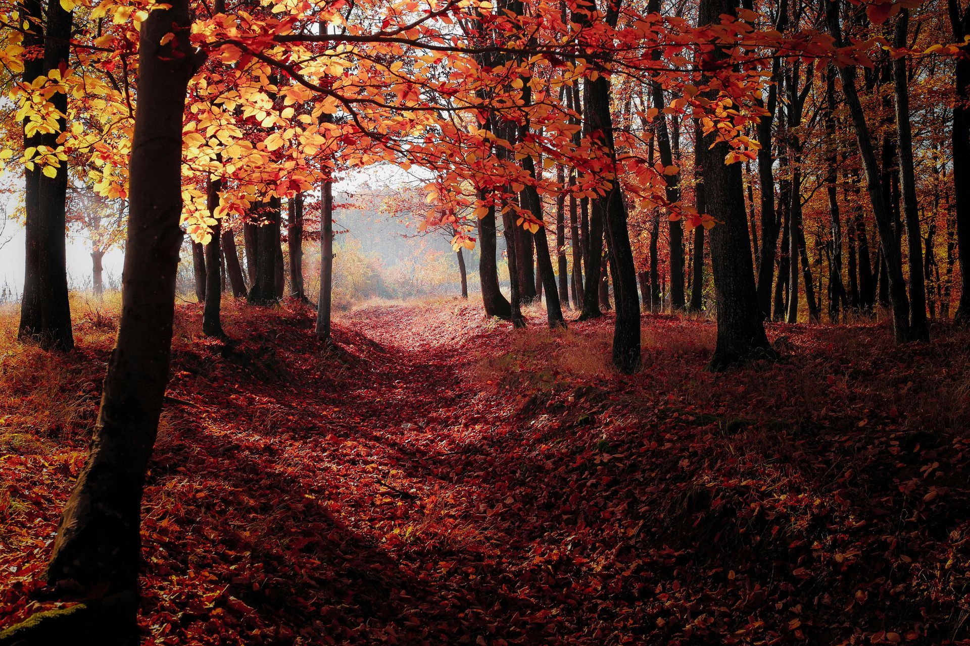 Autumn forest scene with orange and red leaves on trees and ground.