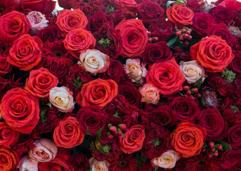 Assorted red, pink, and white roses arranged in a dense floral bouquet