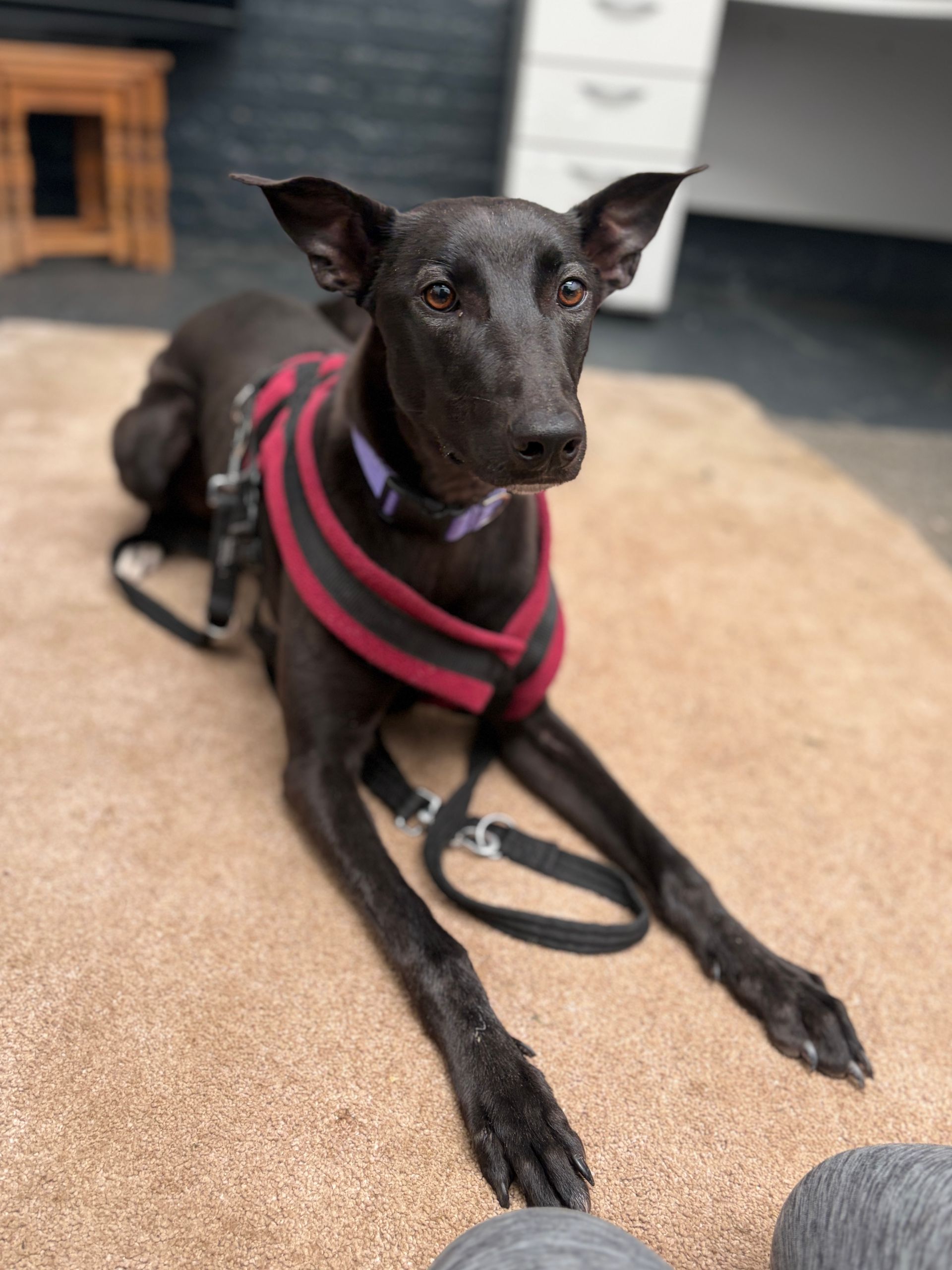 Brooke, a 2 years old female Lurcher available for adoption from Paws A While Shelter in Staffordshire