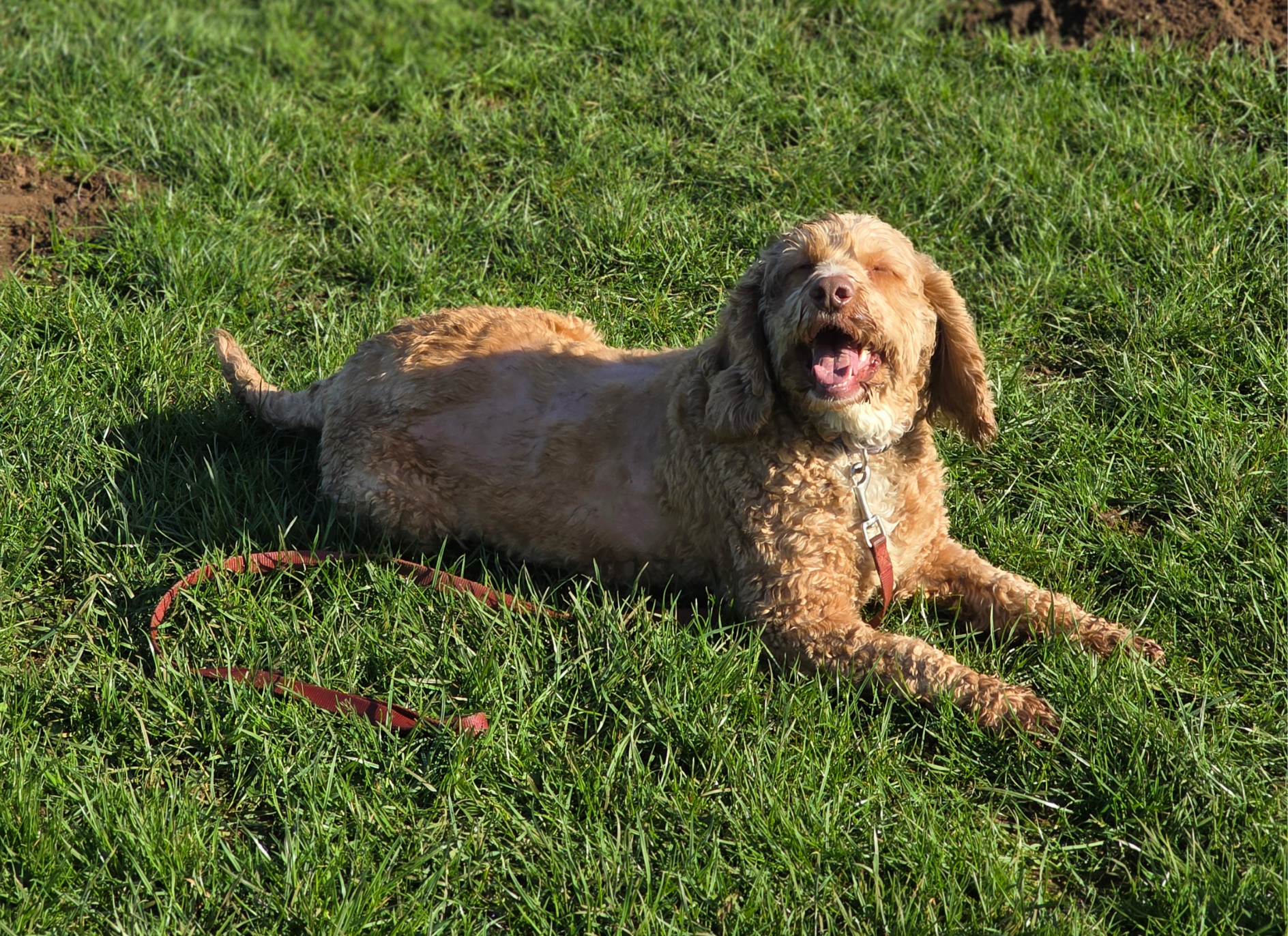 Oaty, a 6 years old male Cockapoo available for adoption from Paws A While Shelter in Staffordshire