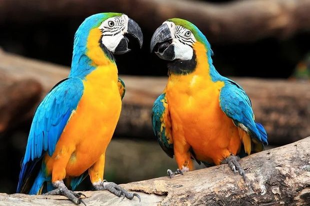 Two colorful blue-and-yellow macaws perched on a log, facing each other.