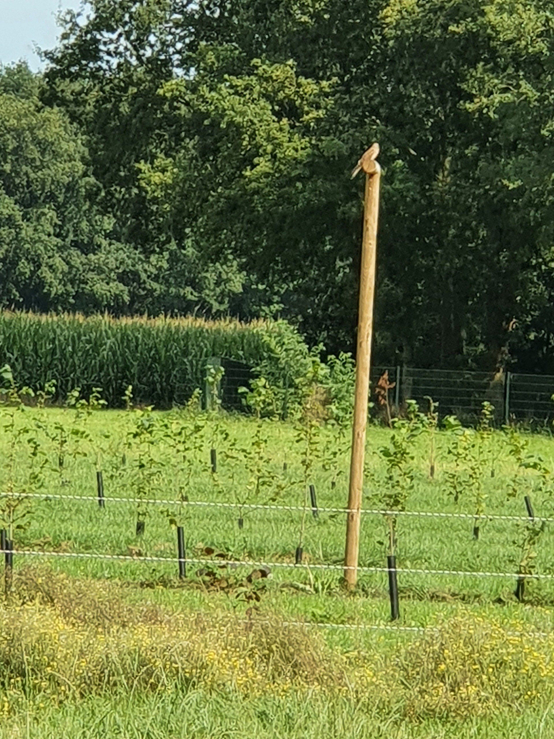 Een vogel zit bovenop een hoge houten paal in een grasveld, met bomen op de achtergrond.
