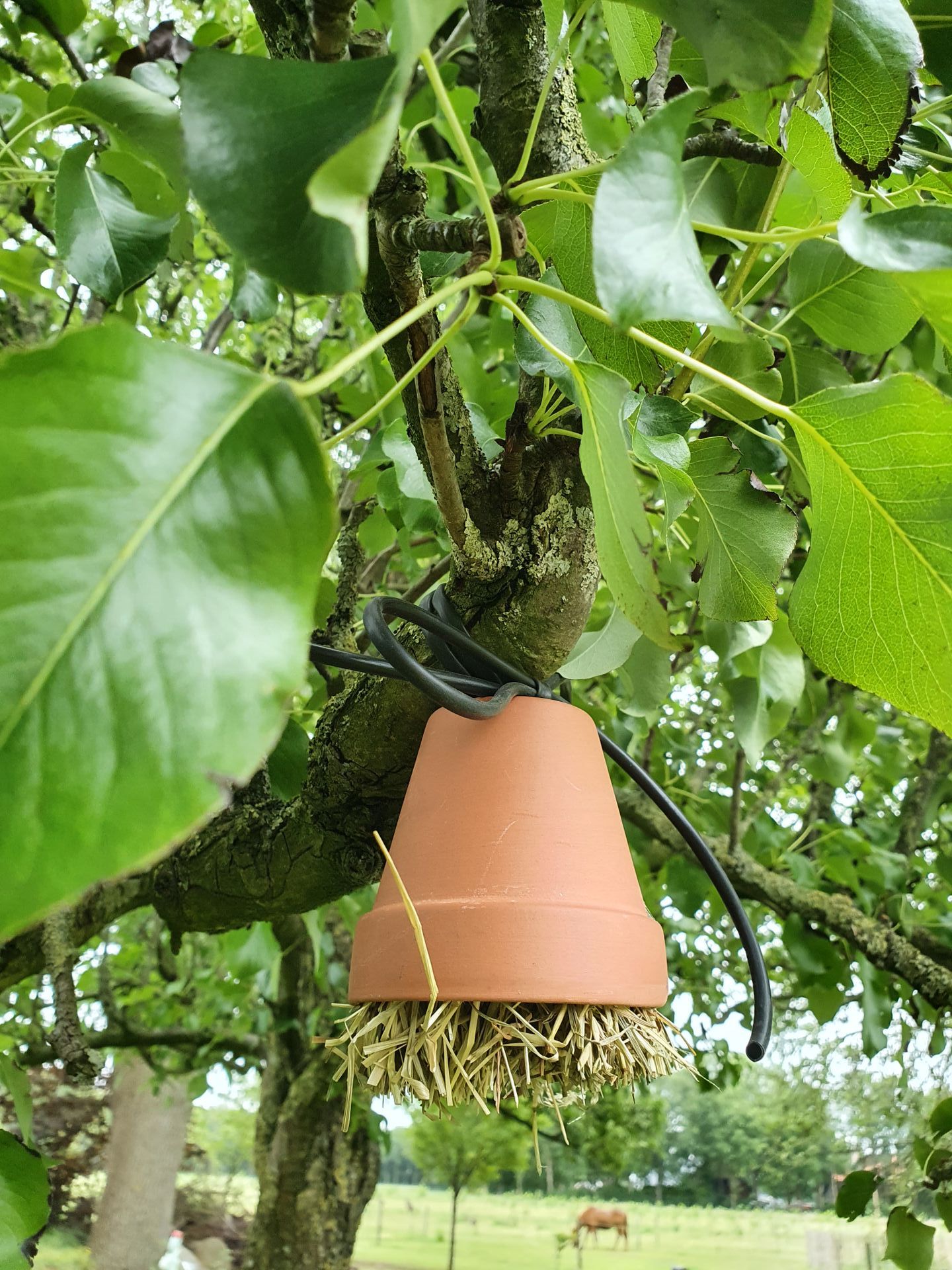 Een terracotta vogelvoederhuisje hangt aan een boomtak met groene bladeren. Op de achtergrond is een bruin paard te zien.