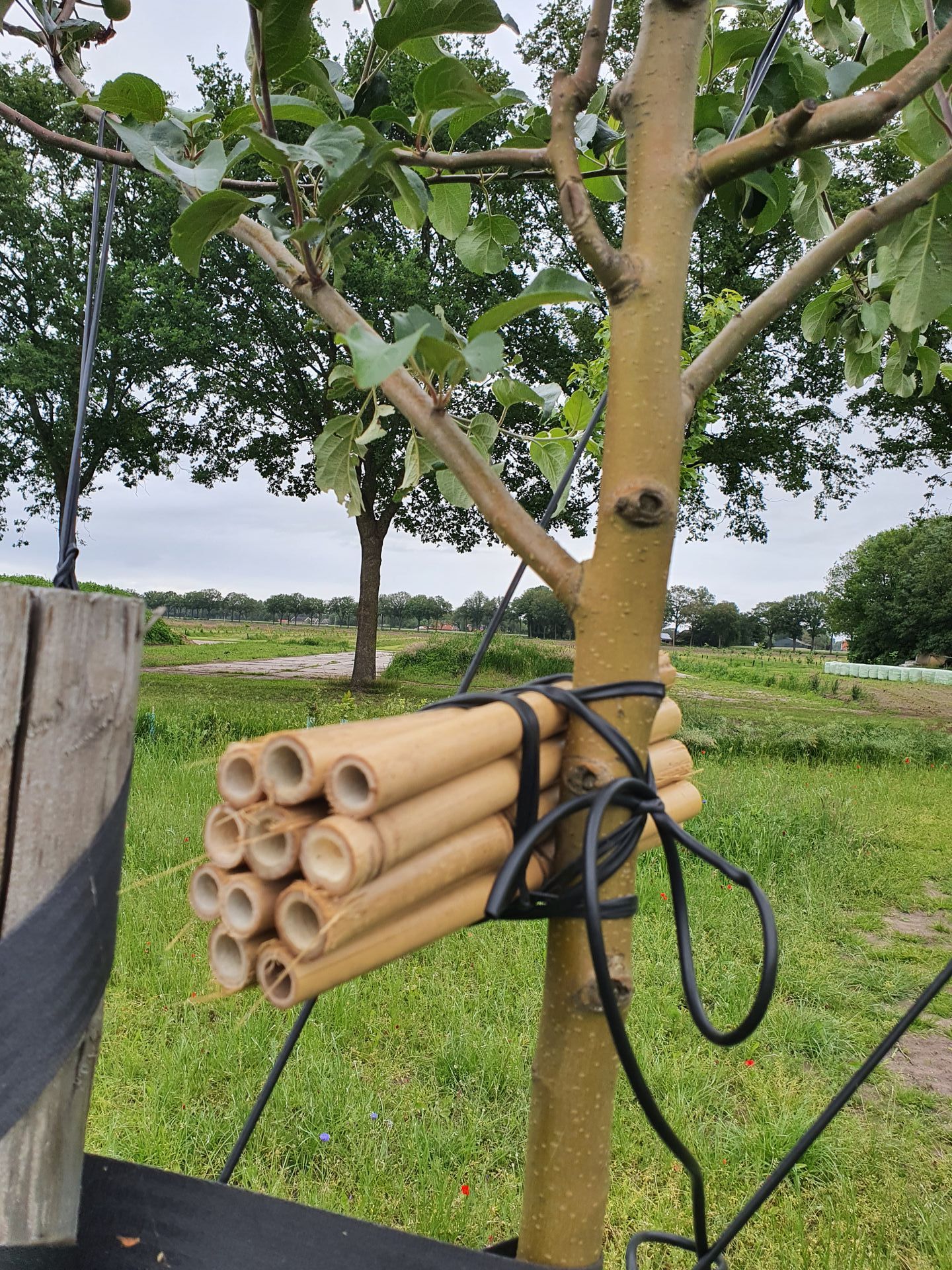 Een klein boompje met een bosje bamboebuizen eraan, waarschijnlijk voor insecten. Buiten op een grasveld.