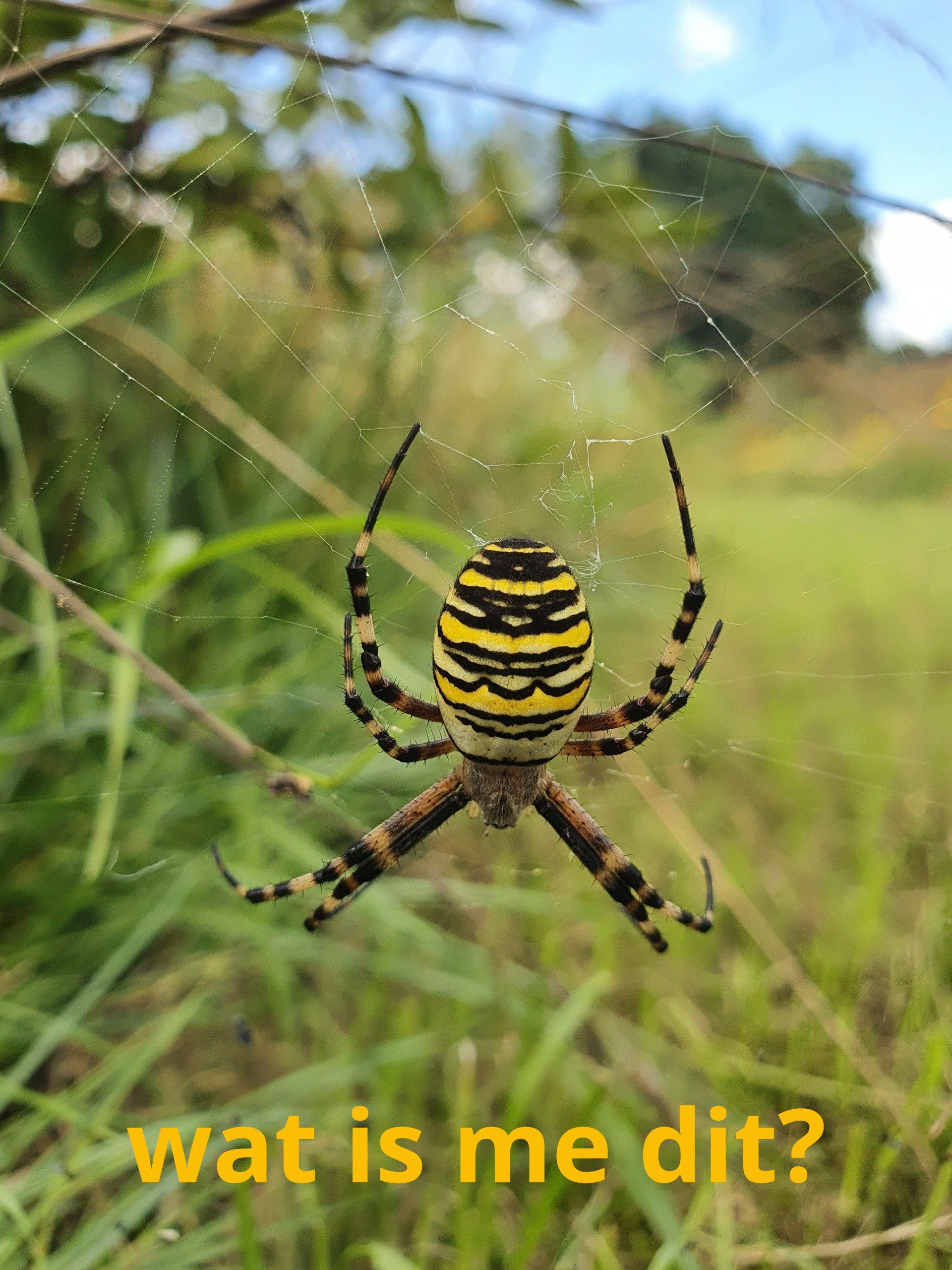 Een geel-zwart gestreepte spin in haar web, afgebeeld tegen een wazige groene achtergrond.