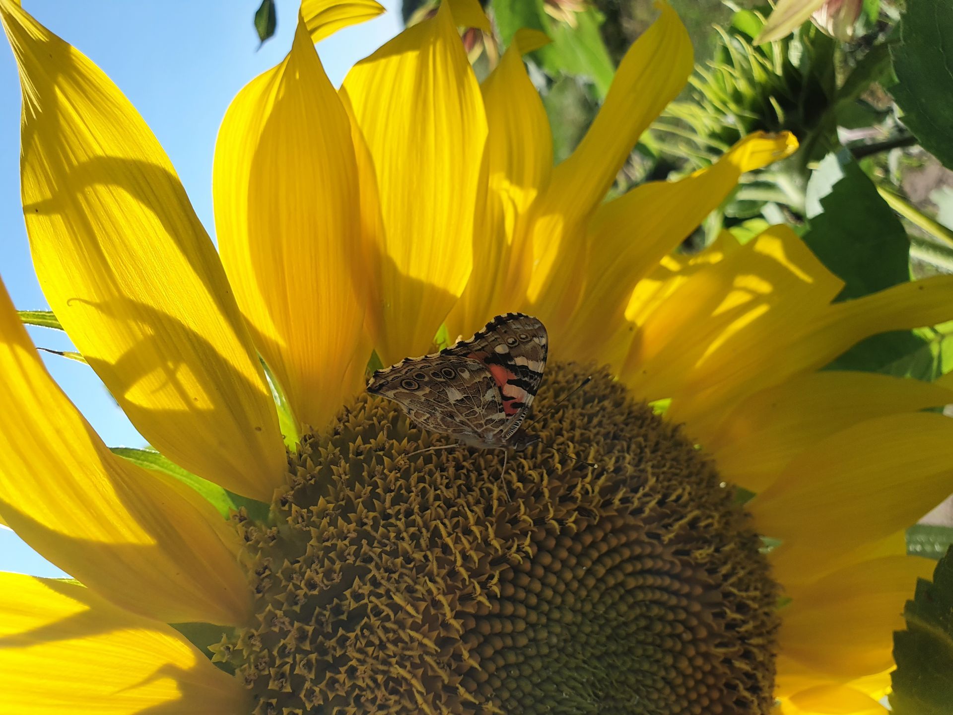 Een vlinder op een zonnebloem, met gele bloemblaadjes en een zonnige blauwe lucht.