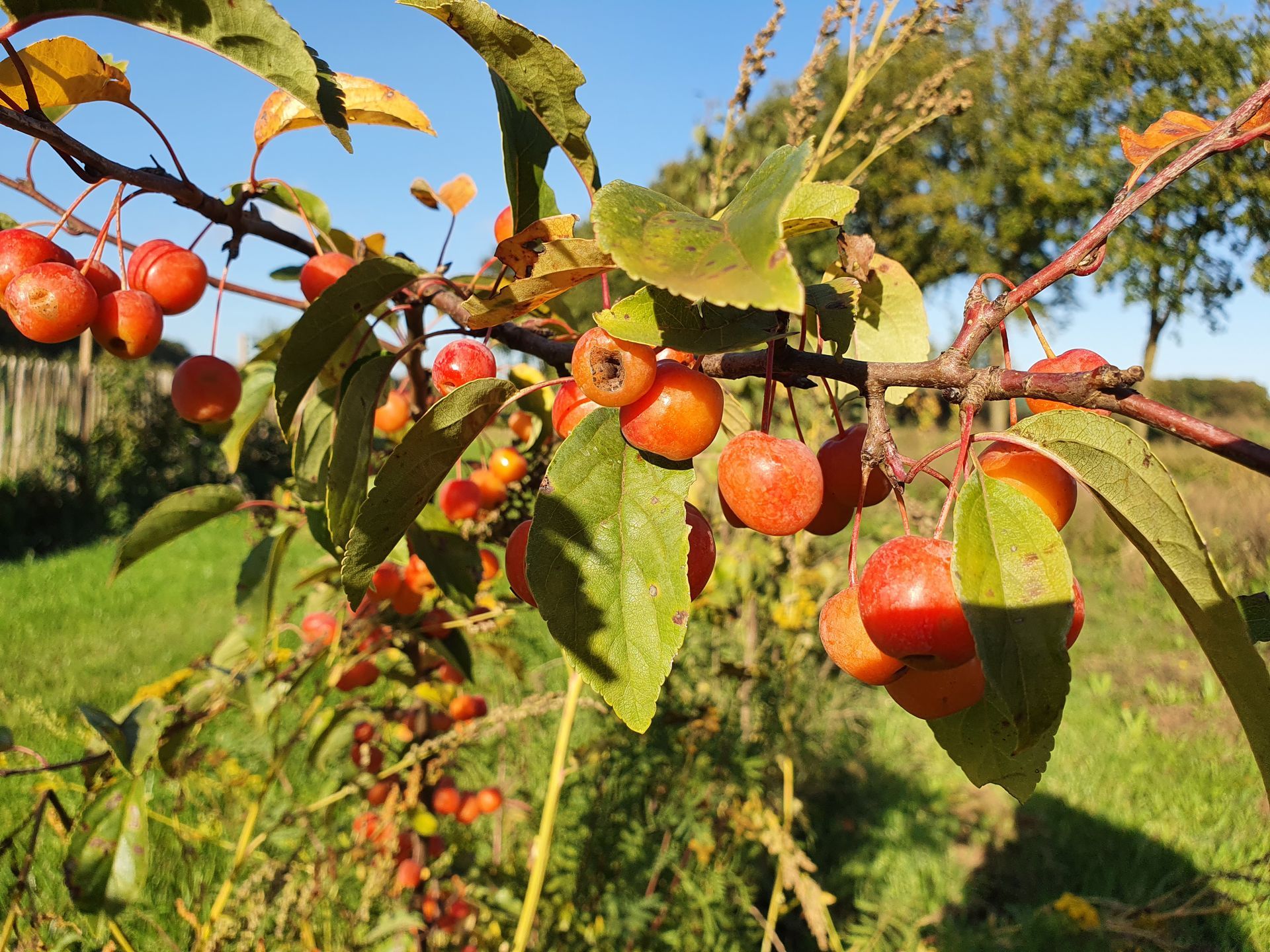 Tak van een sierappelboom met kleine, oranje-rode vruchten en groene bladeren tegen een blauwe lucht.