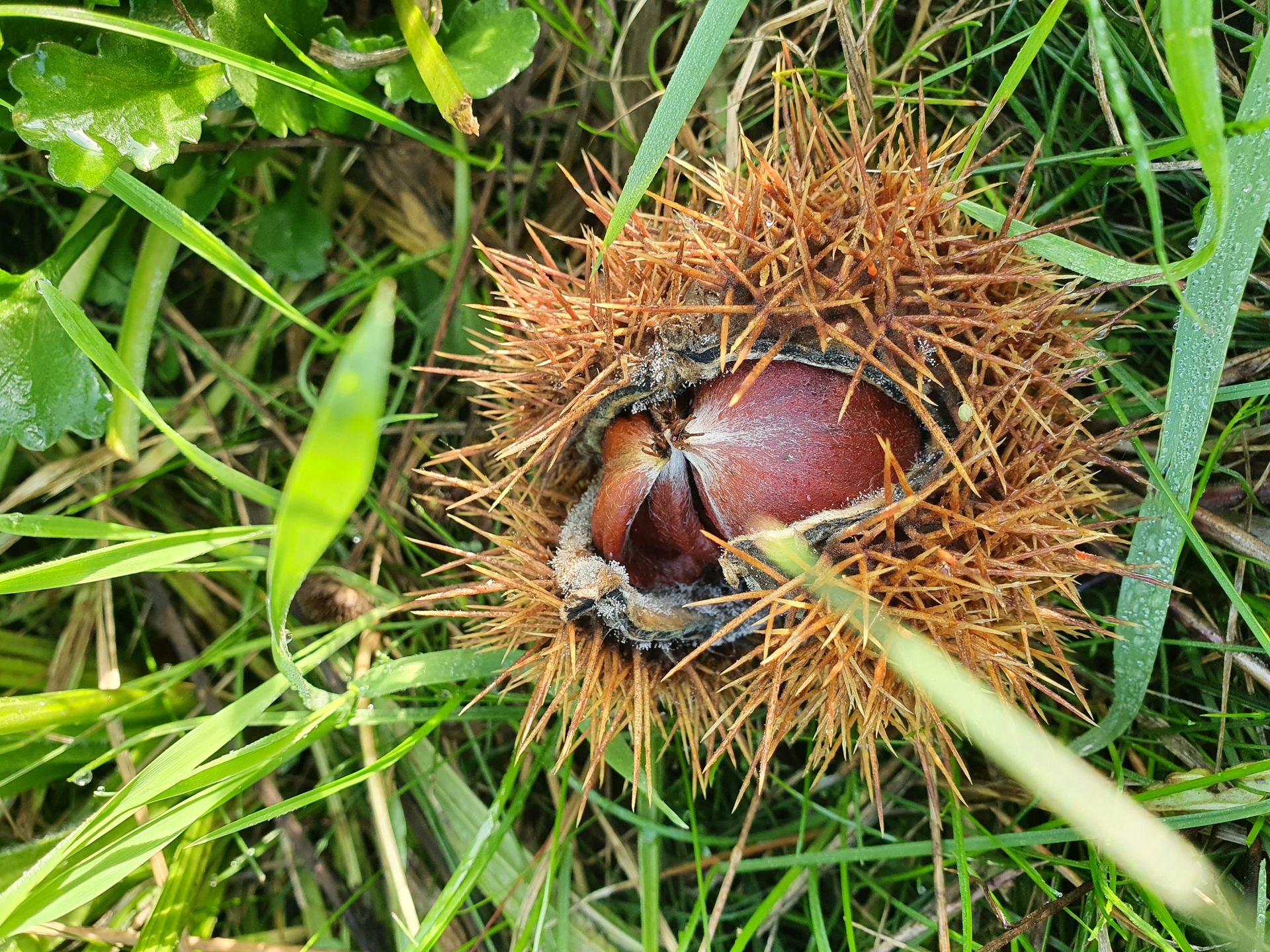 Een kastanje in een stekelige klis op groen gras.