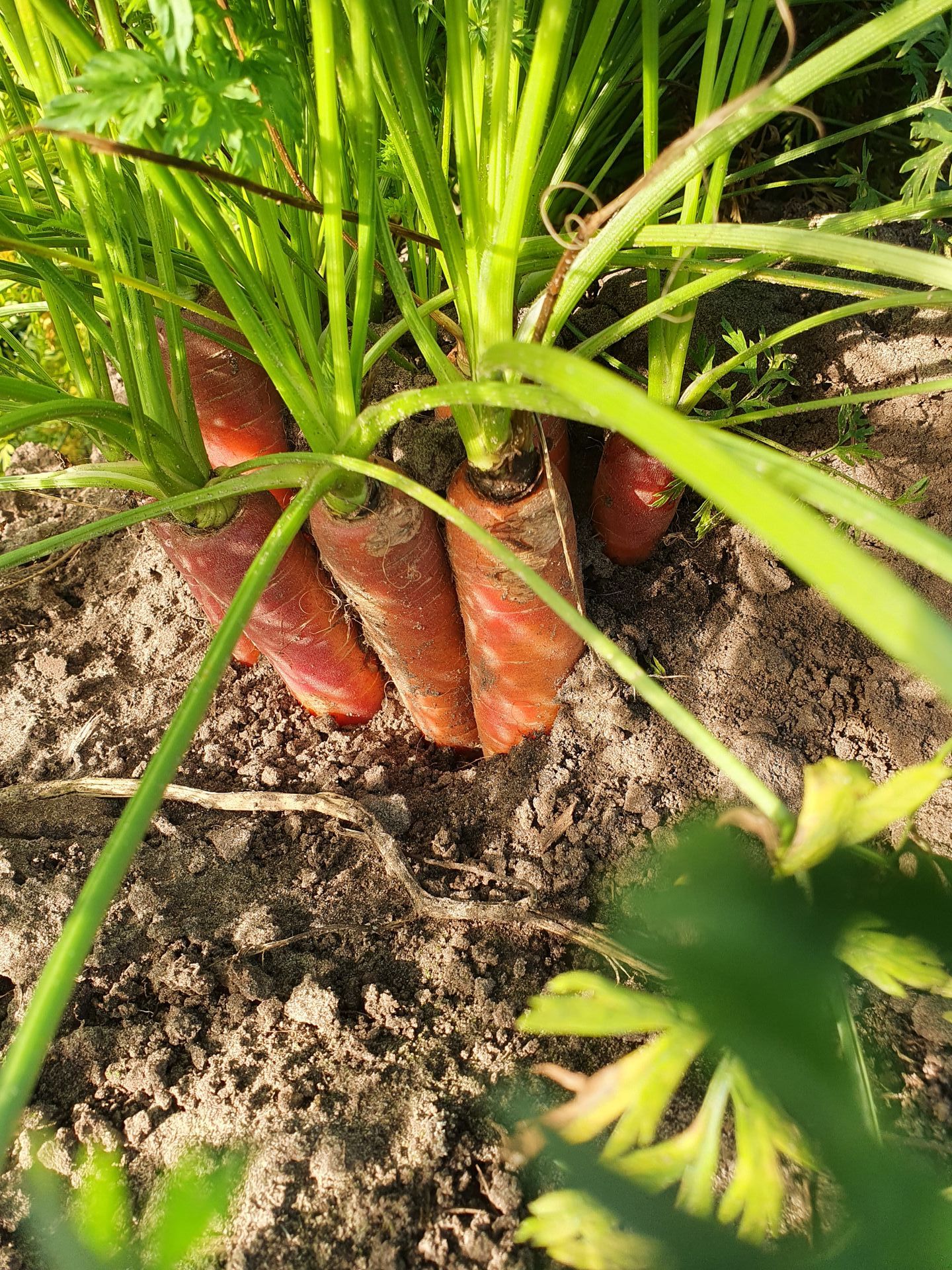 Wortels die in de grond groeien, met oranje wortels zichtbaar aan de oppervlakte en groen blad.