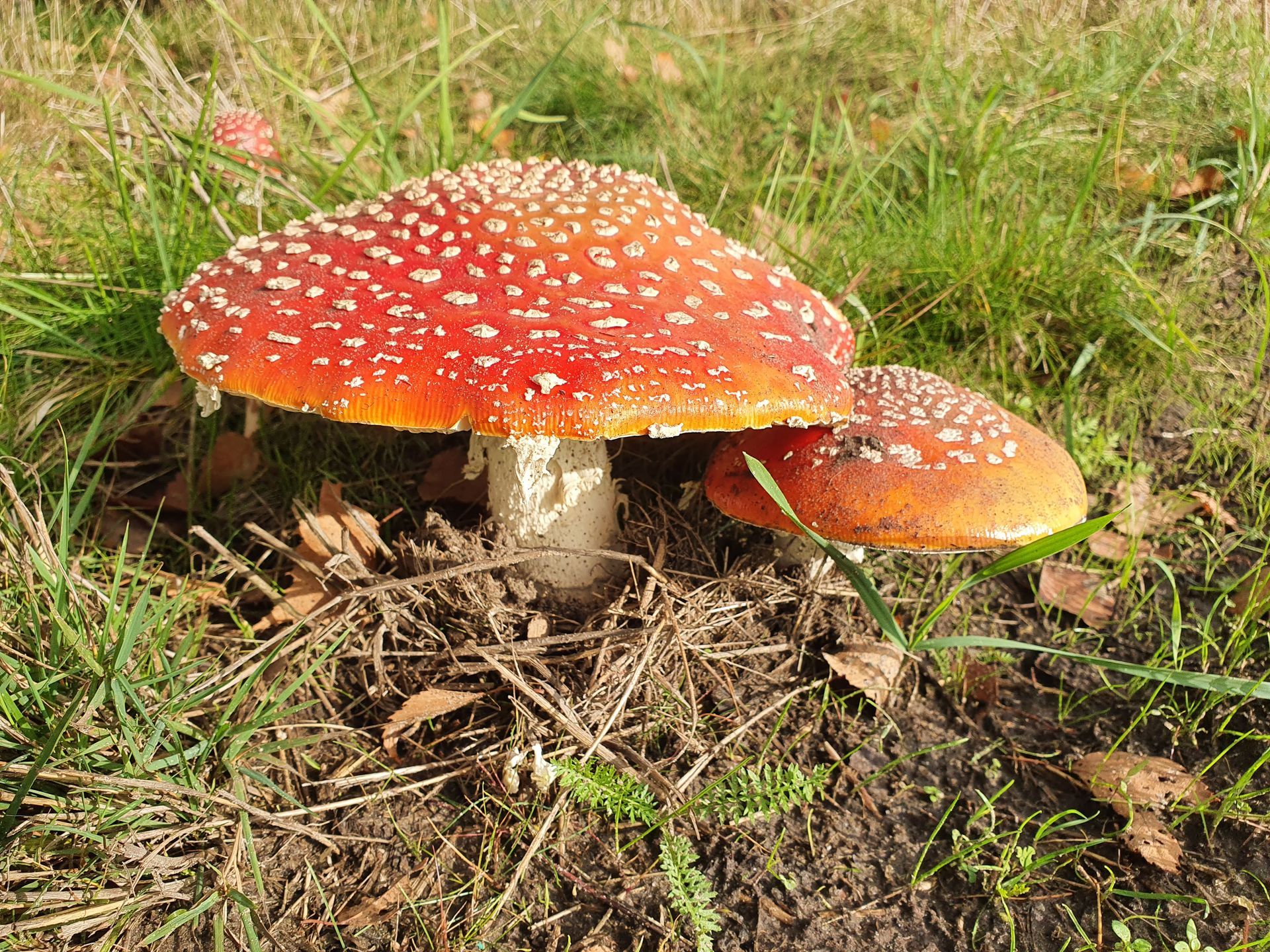 Twee rood-wit gevlekte paddenstoelen groeien in een grasveld.