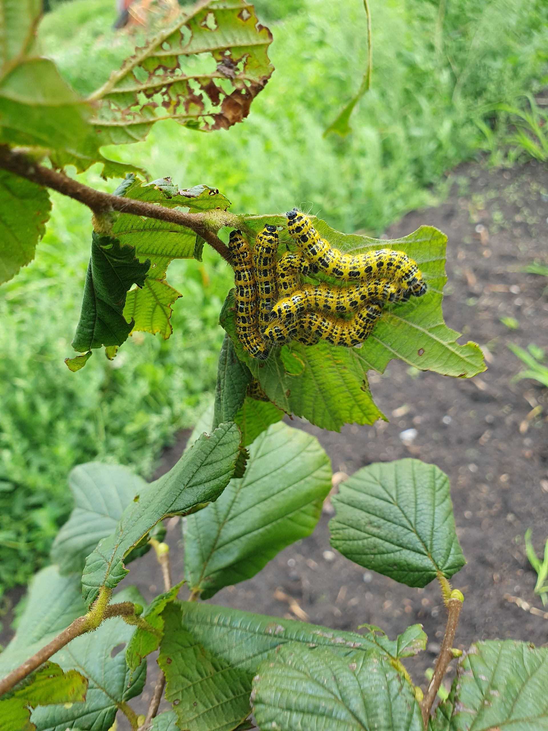 Gele rupsen zaten in groepjes op groene, aangevreten bladeren.