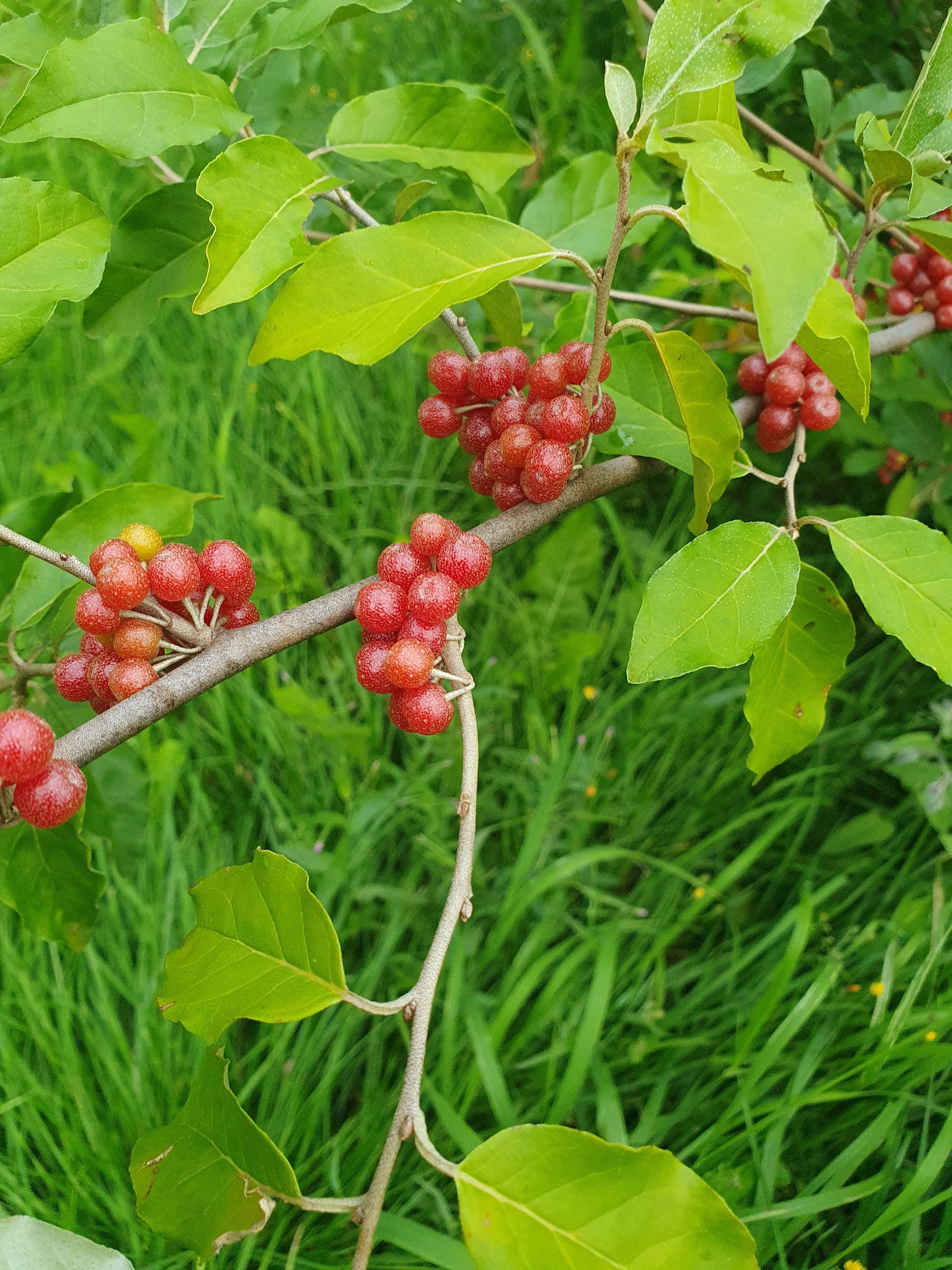 Tak van een plant met trossen roodbruine bessen en groene bladeren tegen een achtergrond van groen gras.