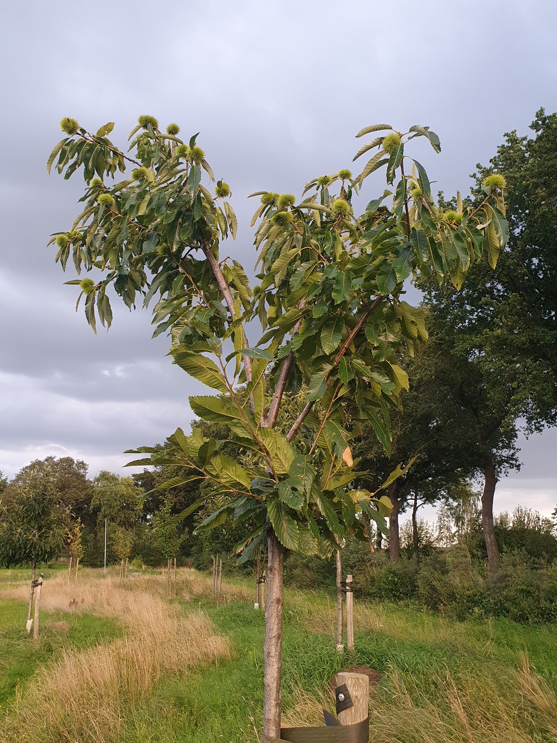Jonge kastanjeboom met groene, stekelige vruchten, met een bewolkte hemel op de achtergrond.