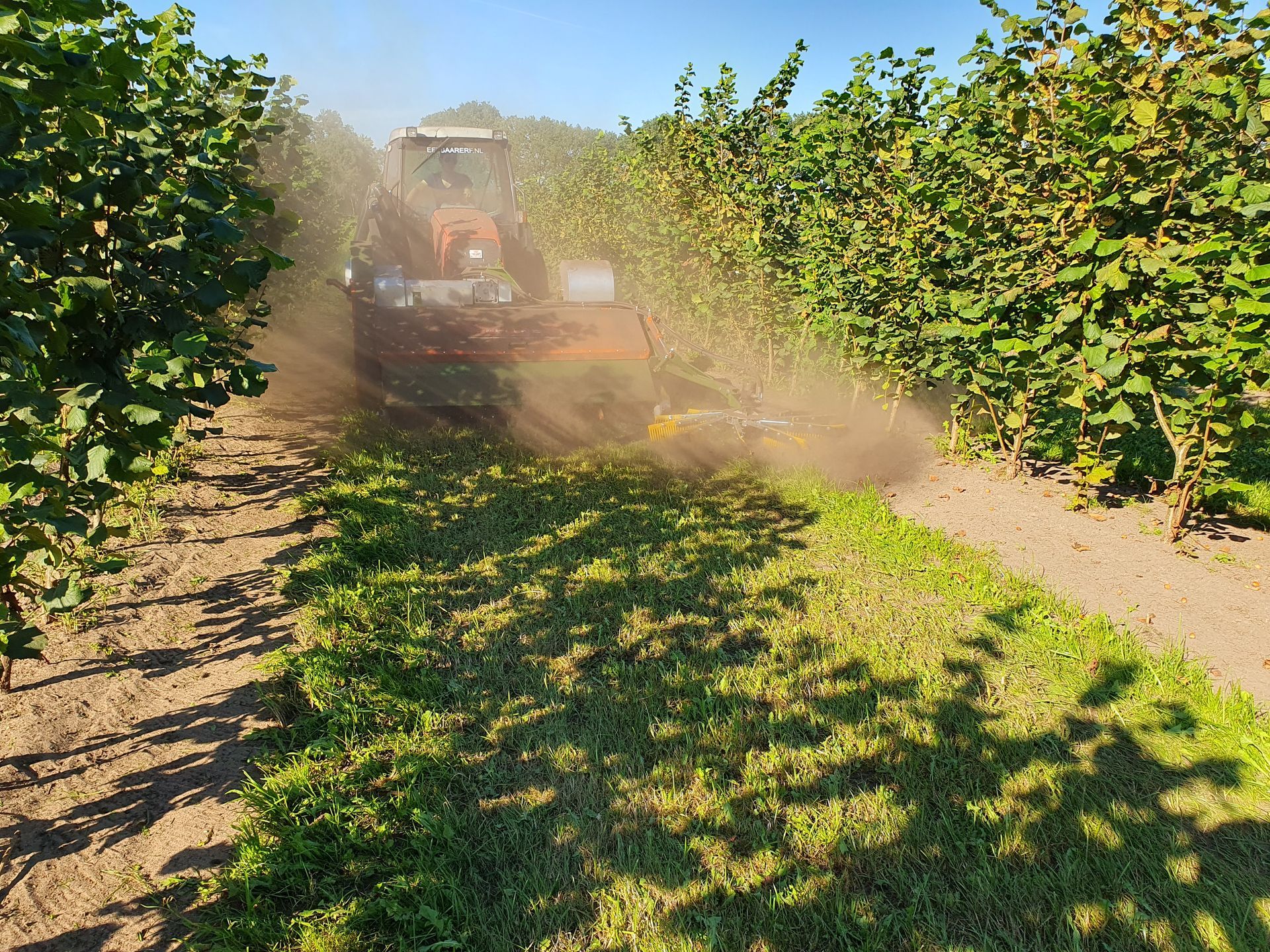 Een tractor bewerkt de grond tussen rijen hazelaars op een veld, waardoor er op een zonnige dag stof opwaait.