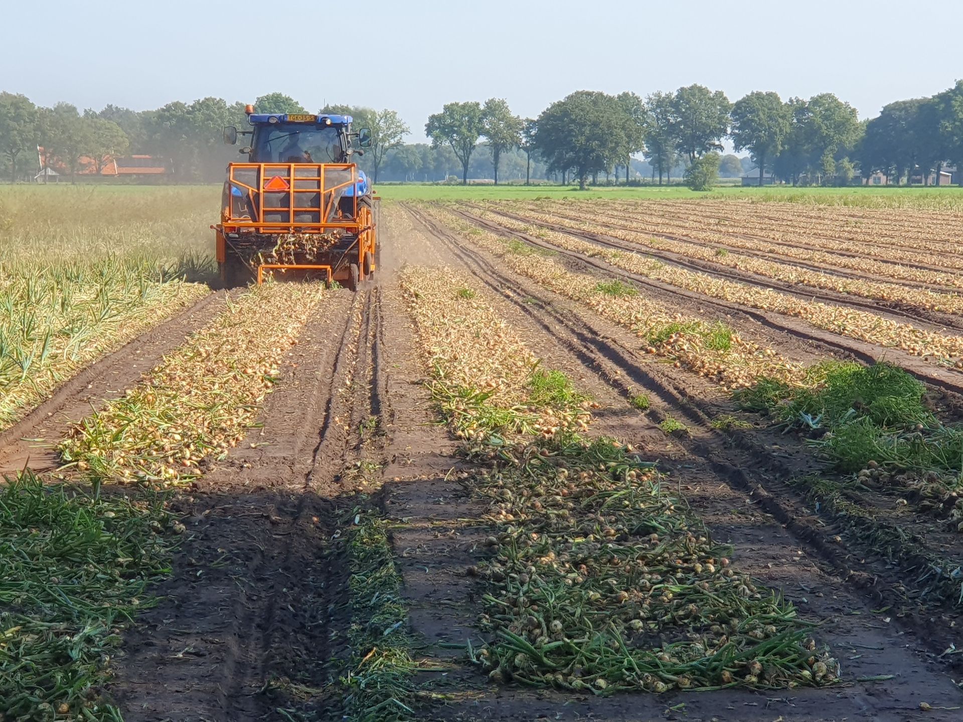 Een tractor oogst uien op een veld. Bruine uien liggen in rijen, bomen op de achtergrond.