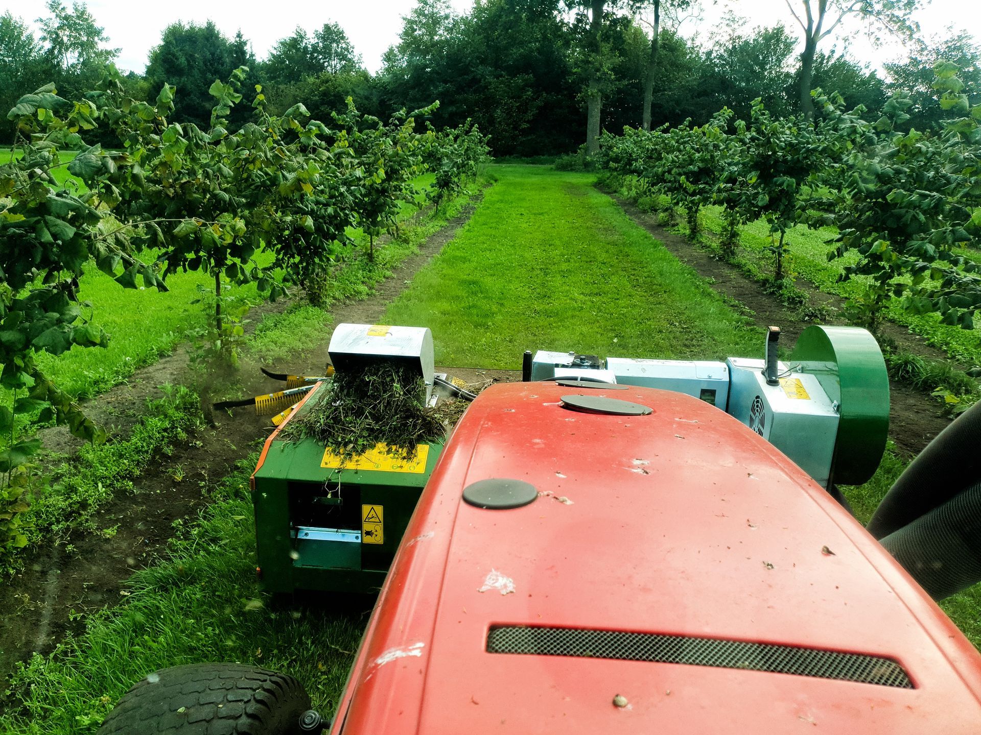Een tractor maait tussen de rijen hazelaars in een boomgaard; groen gras en een rode tractor zijn zichtbaar.