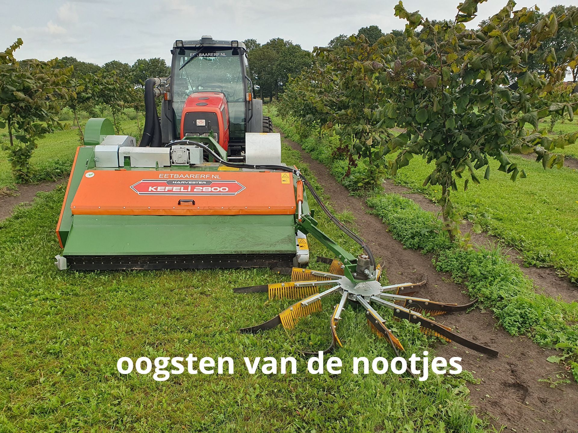 Een tractor die met een speciale machine noten oogst in een boomgaard; groene en oranje kleuren.