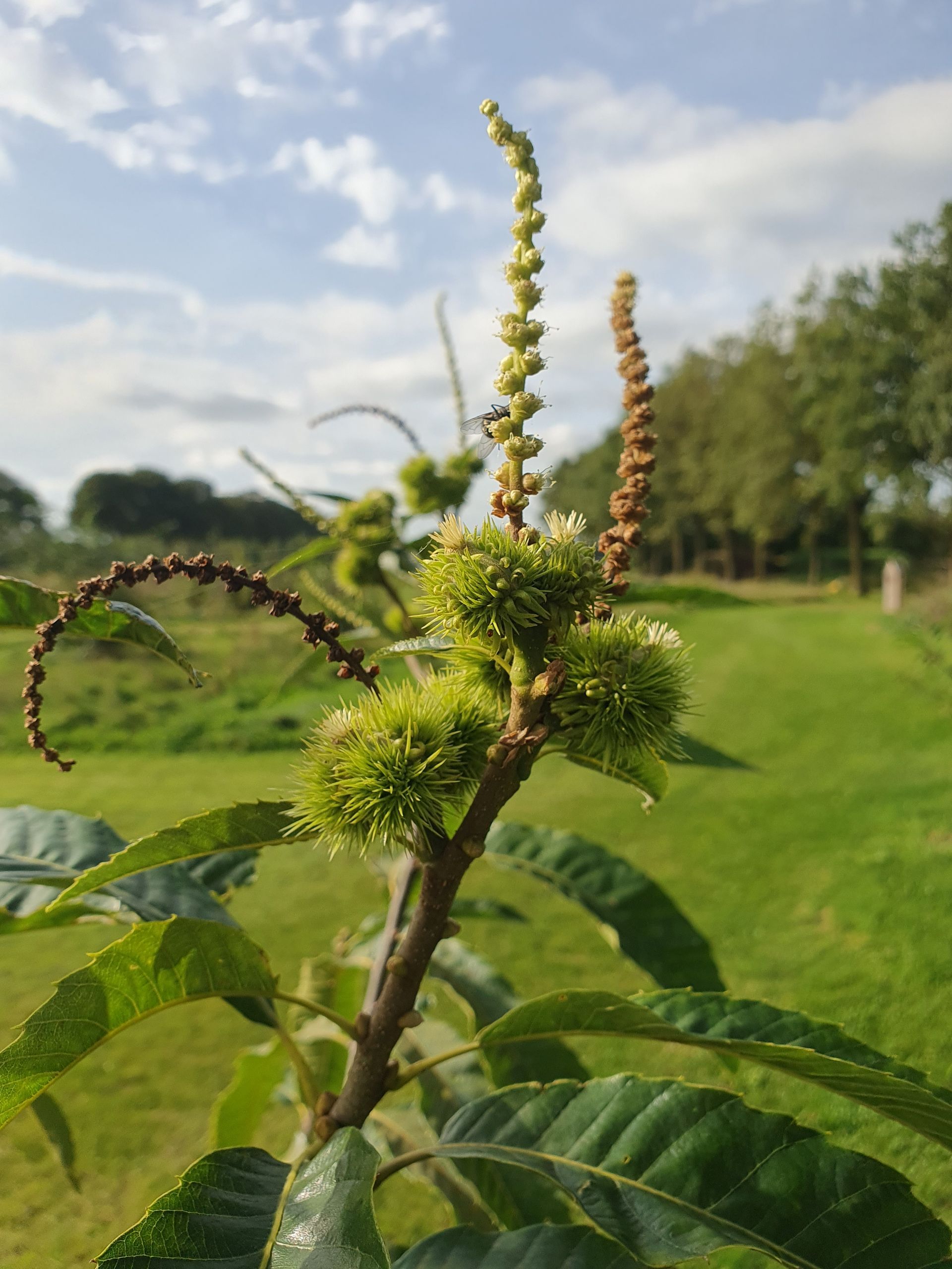 Een kastanjetak met stekelige groene klitten, katjes en groene bladeren tegen een veld en een hemel.