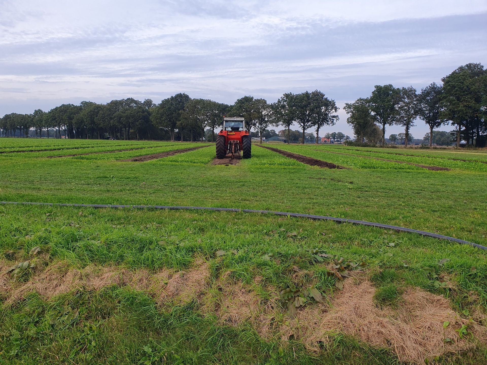Een rode tractor ploegt een groen veld, irrigatieslangen op de voorgrond, bomen op de achtergrond, bewolkte lucht.