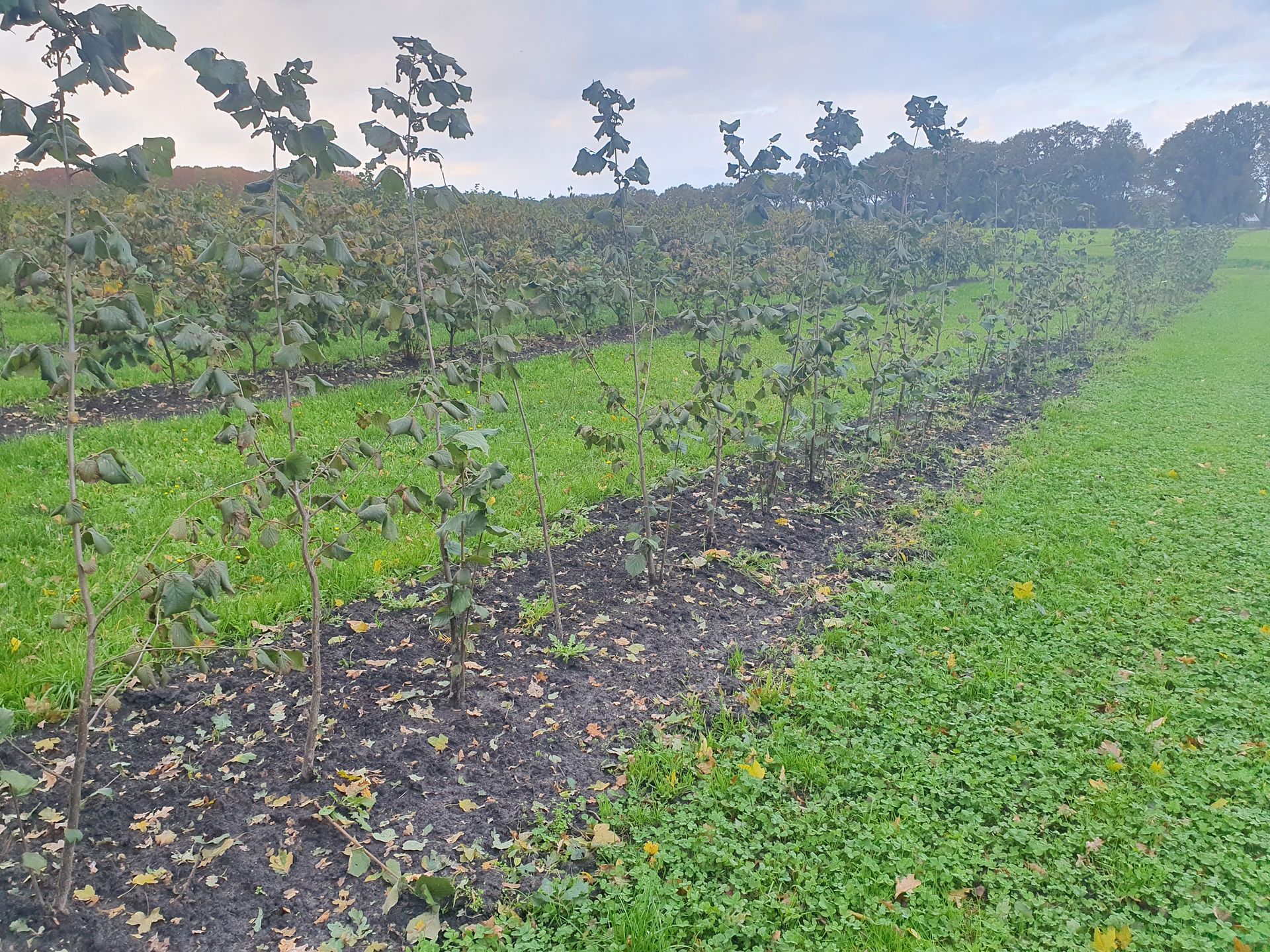 Rijen jonge hazelaars in een veld, onder een bewolkte hemel.
