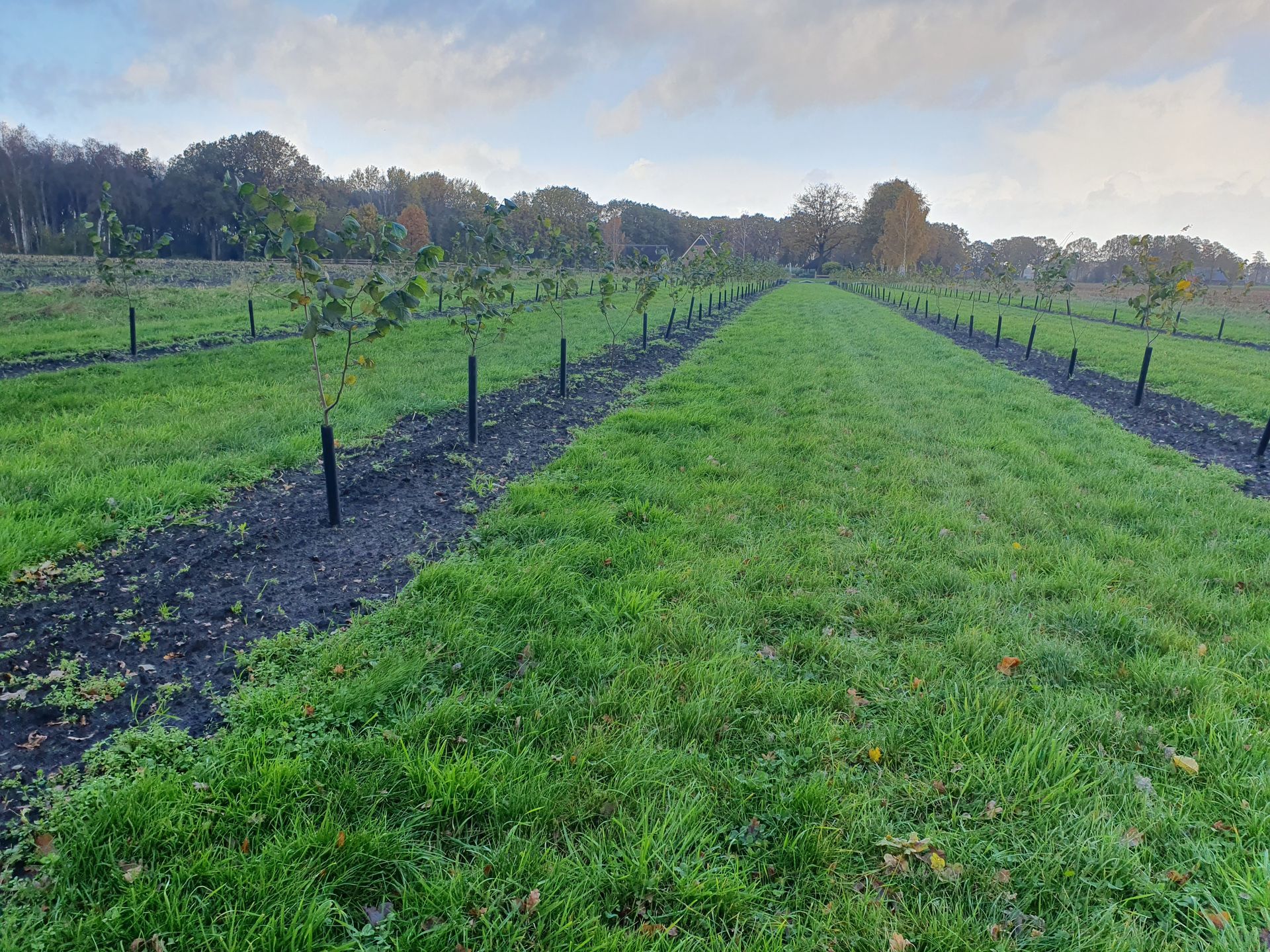 Rijen jonge bomen in een grasveld, onder een bewolkte hemel. Zwarte boombeschermers zijn zichtbaar.