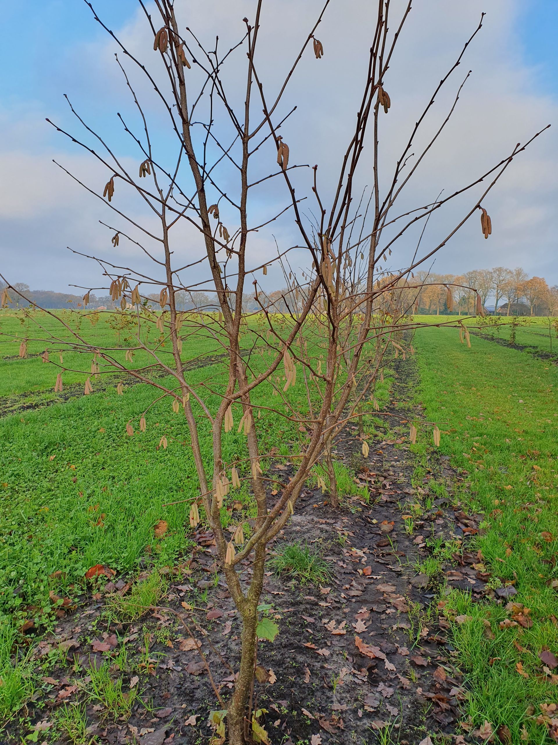 Een rij kale hazelnootbomen in een veld onder een bewolkte hemel.