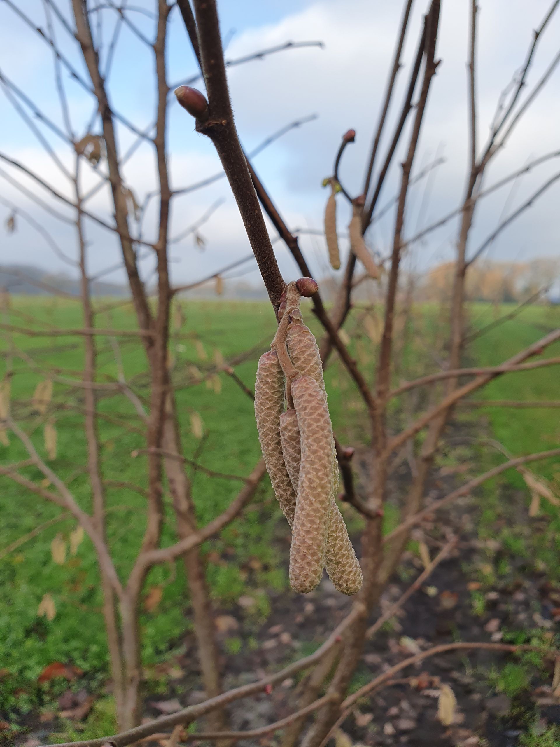 Hazelnootboomtakken met hangende katjes in een veld.