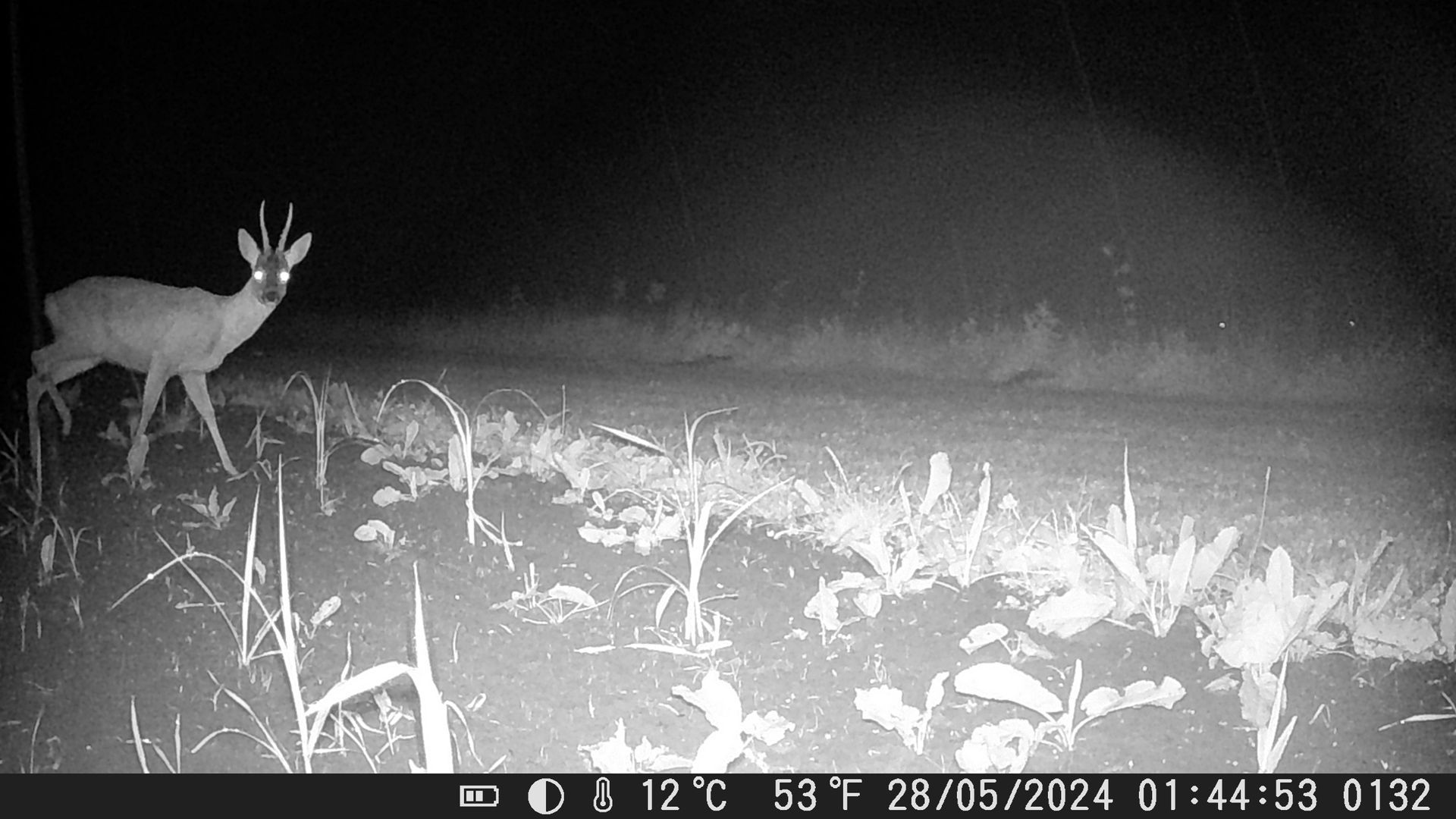 Reeën met gewei in een veld 's nachts. Verlichte planten op de voorgrond, donkere achtergrond.