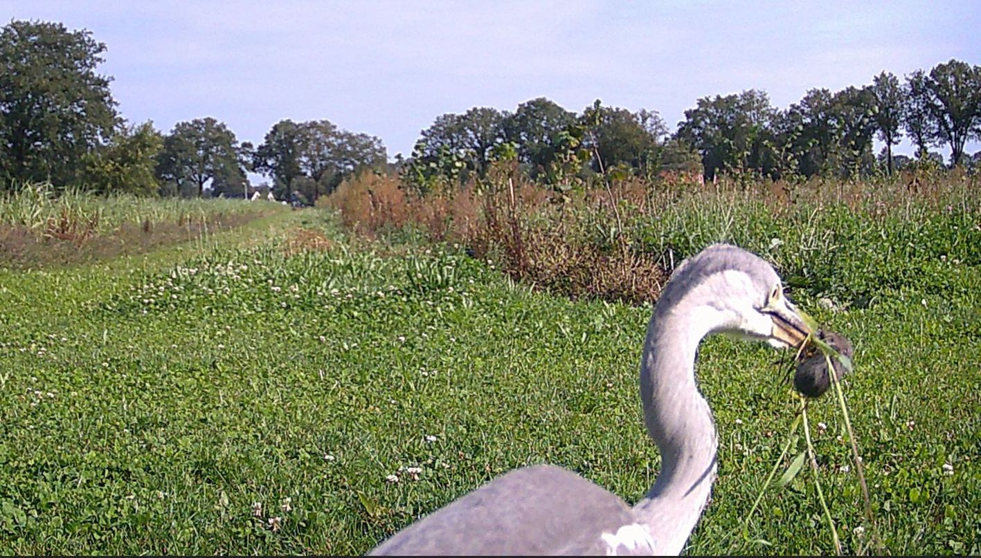 Grijze reiger met een donker voorwerp in zijn snavel, in een veld met groene vegetatie en bomen.
