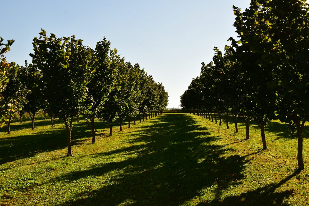 Rijen groene bomen in een boomgaard op een grasveld, onder een helderblauwe hemel.