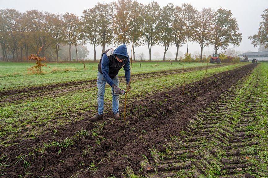 Een persoon plant jonge boompjes in een modderig veld. Bomen op de achtergrond, een tractor in de buurt. Bewolkte dag.