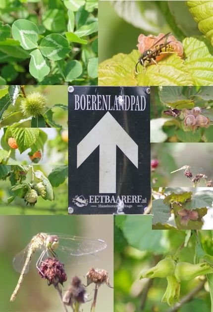 Collage van groene bladeren, insecten en bloemen rond een bord met de tekst 