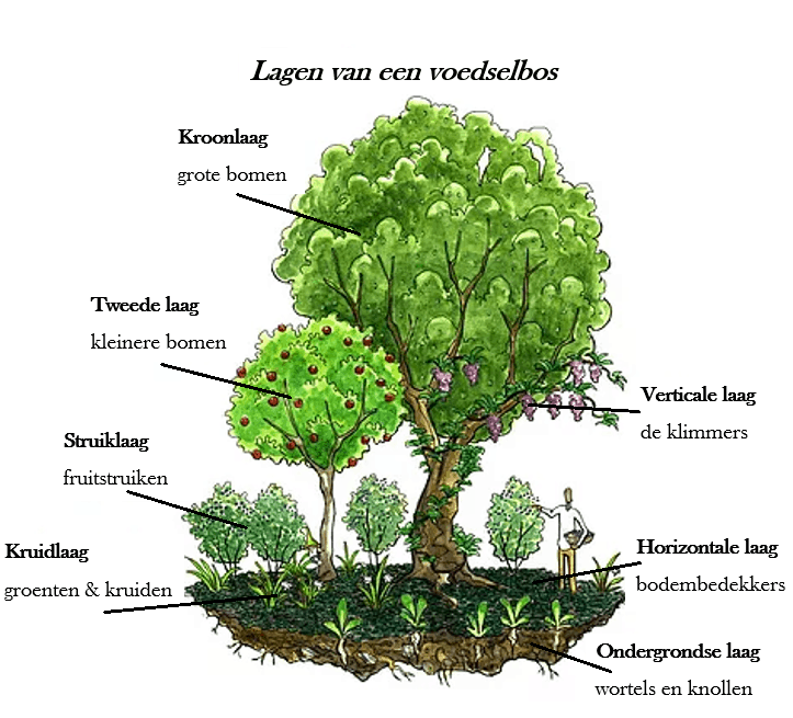 Diagram van een voedselbos met de verschillende lagen, waaronder grote bomen, struiken en bodembedekkers.