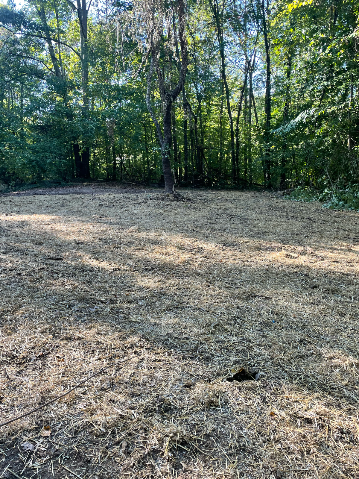 Wood chipped ground in clearing, surrounded by trees.
