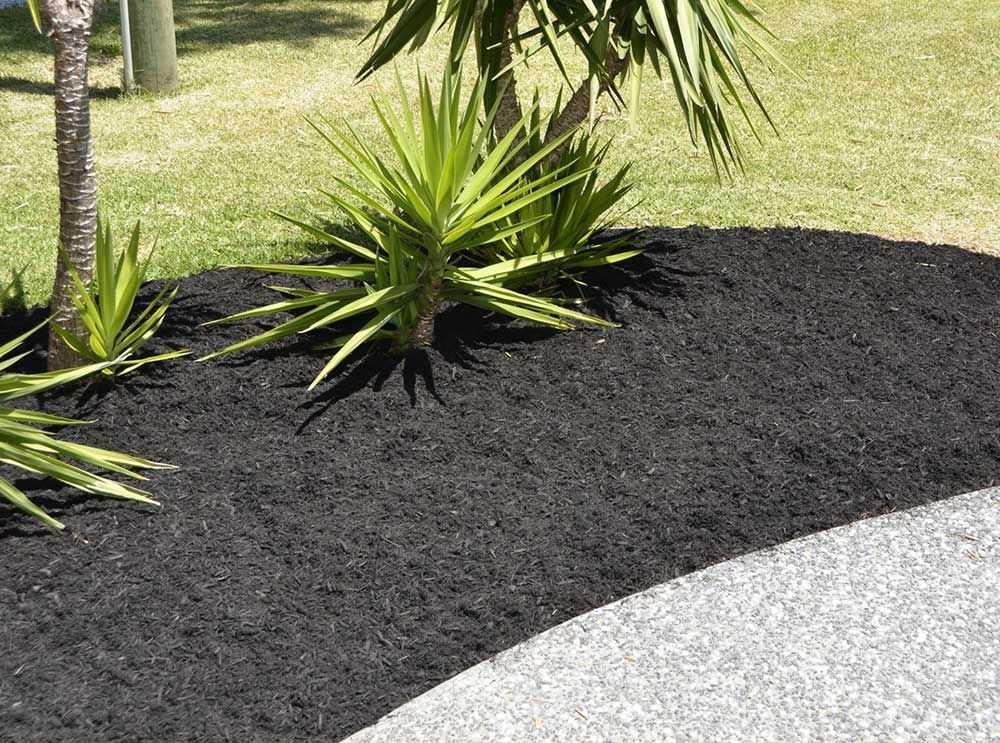 A Palm Tree is Sitting in a Garden Surrounded by Black Mulch — Caloundra Landscape Supplies in Beerwah, QLD