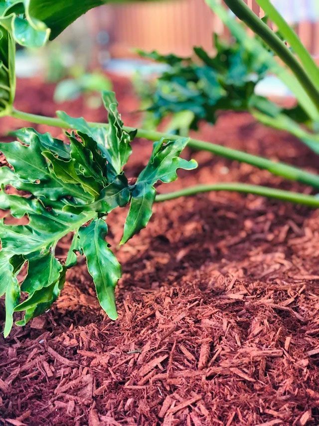 A Close Up of a Plant Growing Out of a Pile of Mulch — Caloundra Landscape Supplies in Caloundra, QLD
