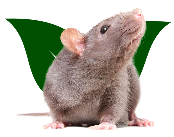 Un rat est assis devant une feuille verte et regarde vers le haut.