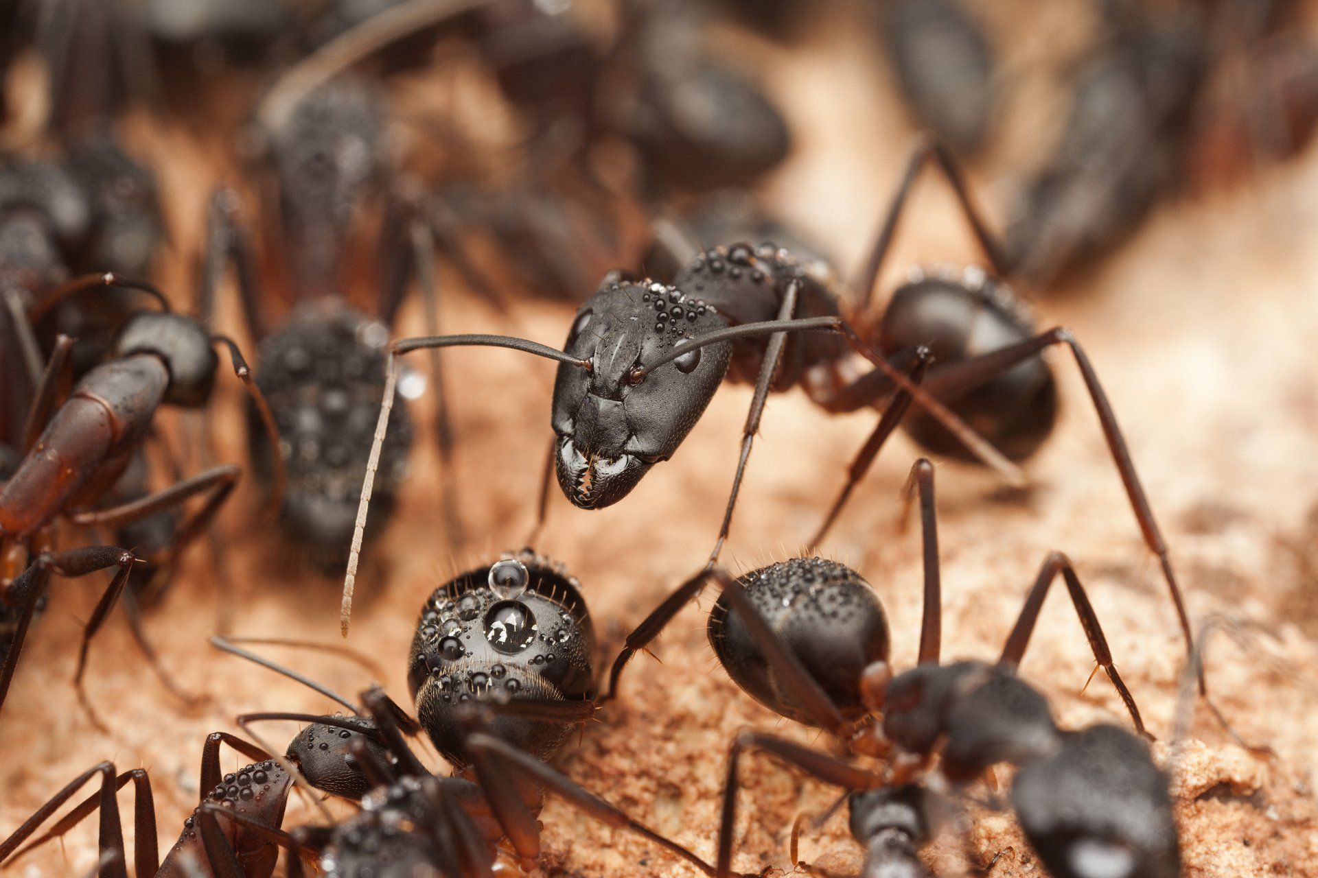 Un grand groupe de fourmis noires est rassemblé sur un rocher.