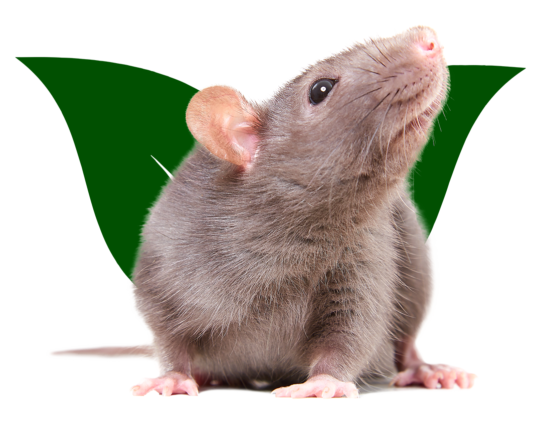 Un rat est assis devant une feuille verte et regarde vers le haut.