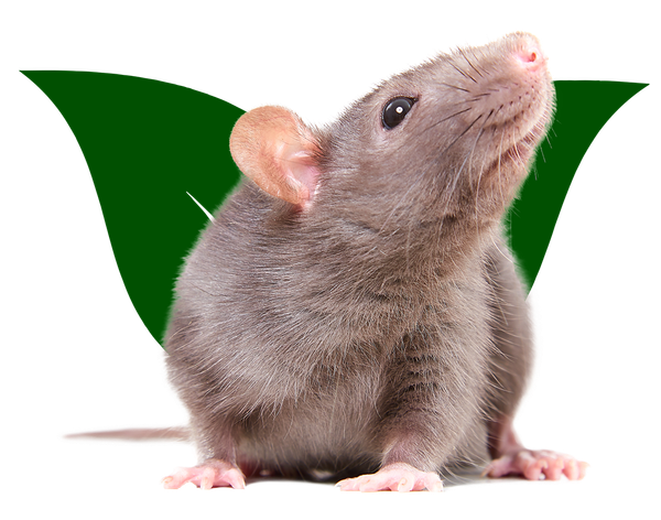 Un rat est assis devant une feuille verte et regarde vers le haut.