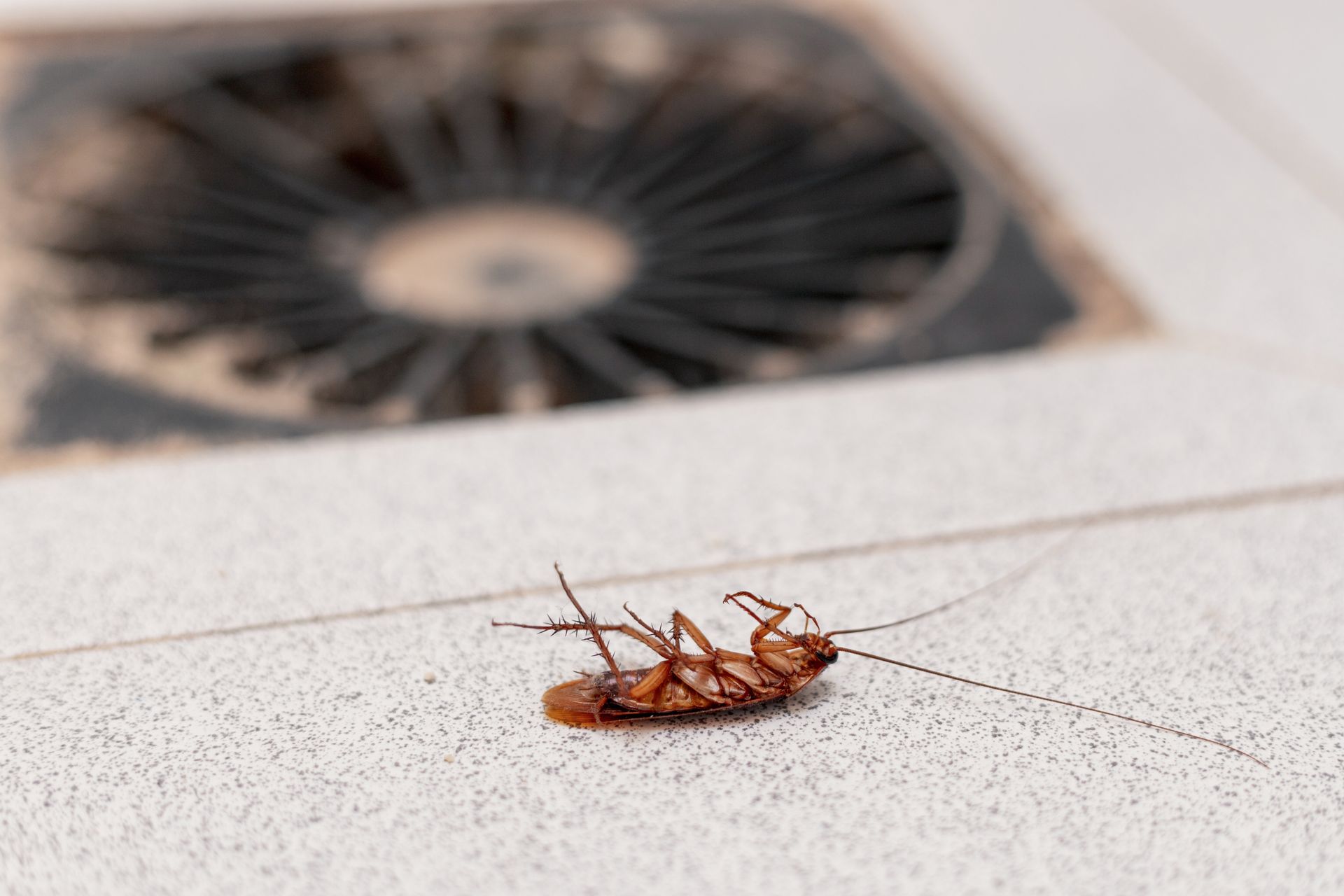 Dead cockroach on a tiled floor near a floor drain