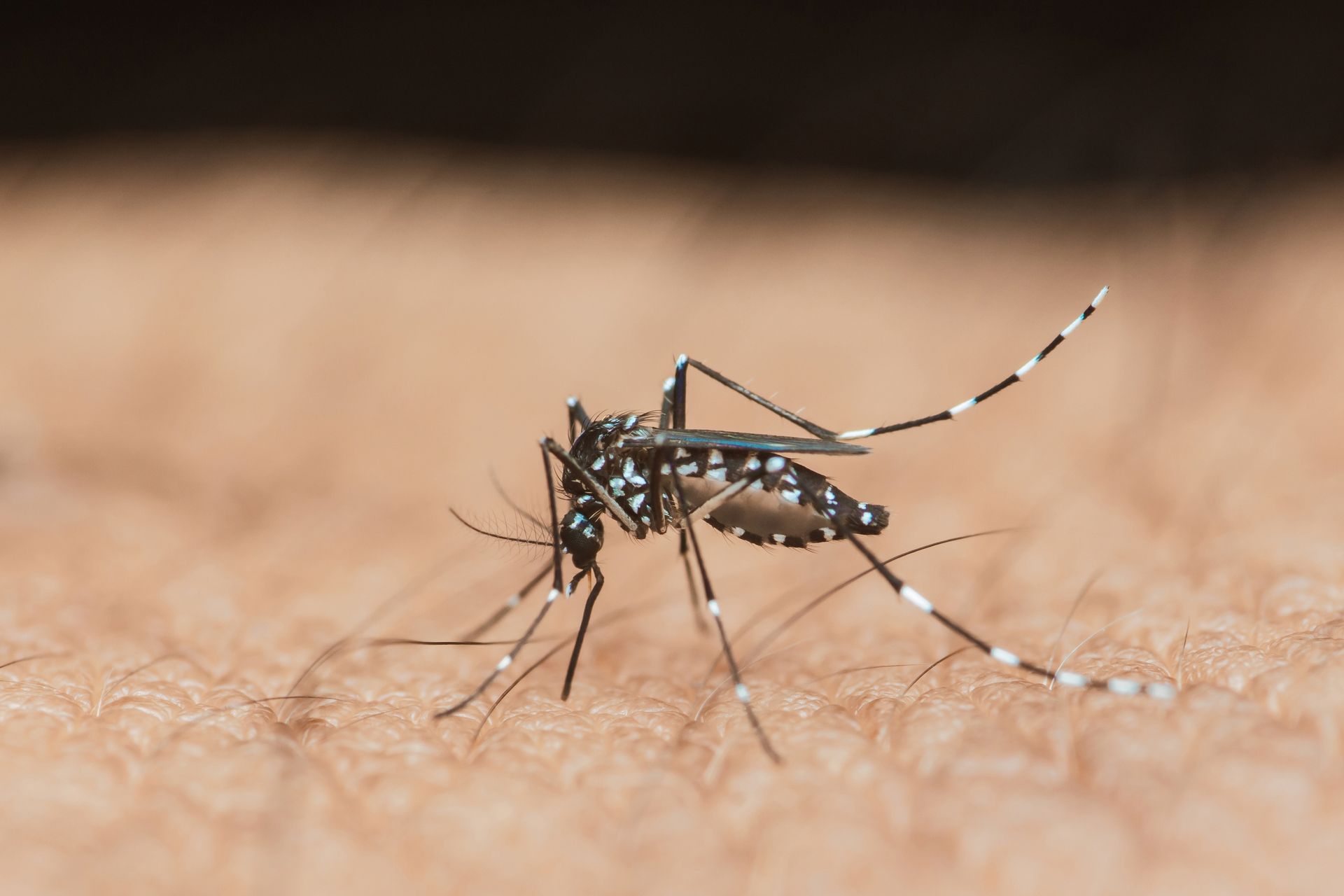 Close-up of a black-and-white mosquito resting on human skin