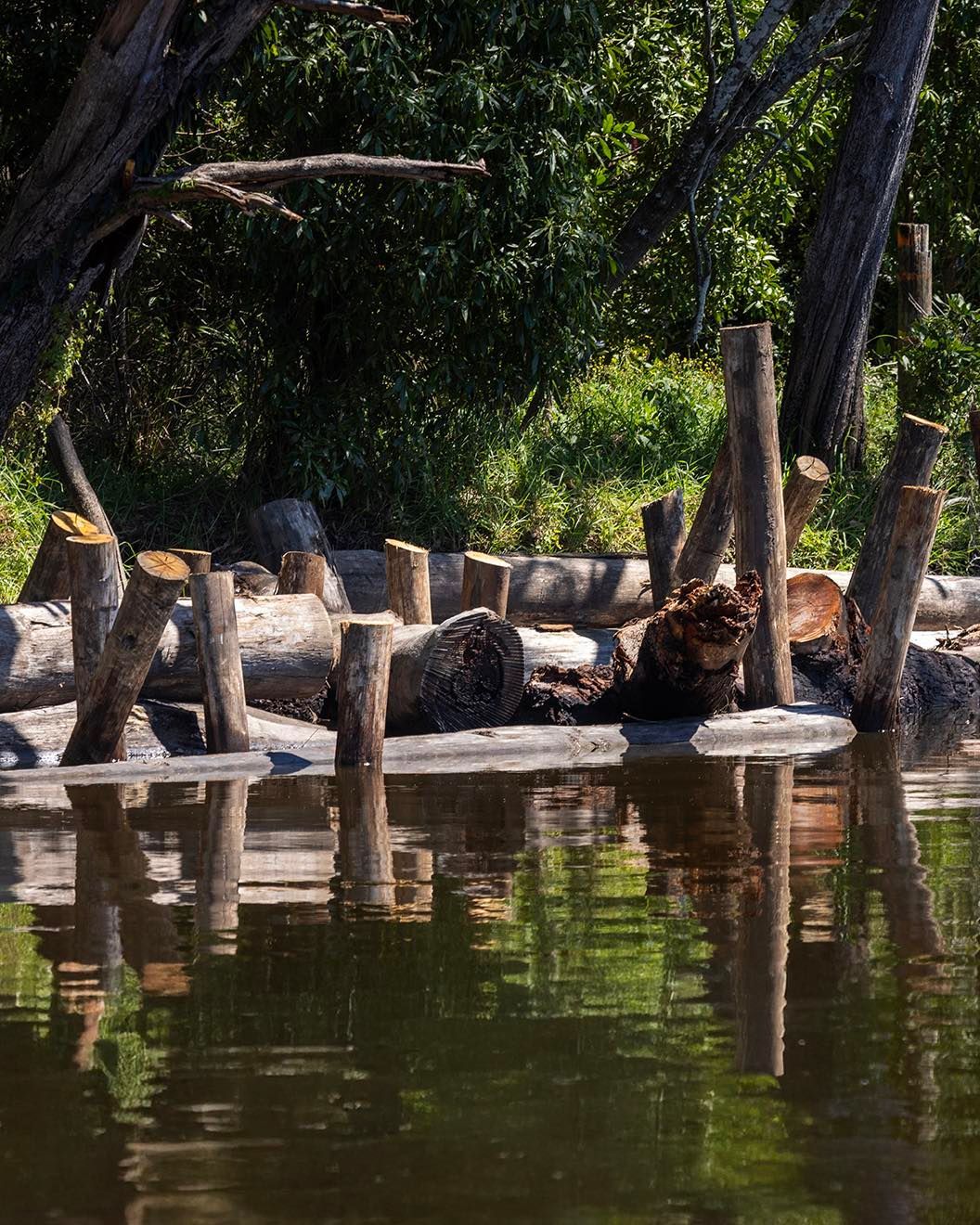 Logs and Stumps in Water Reflecting Lush Green Trees — M&J Marine Services in Coffs Harbour, NSW