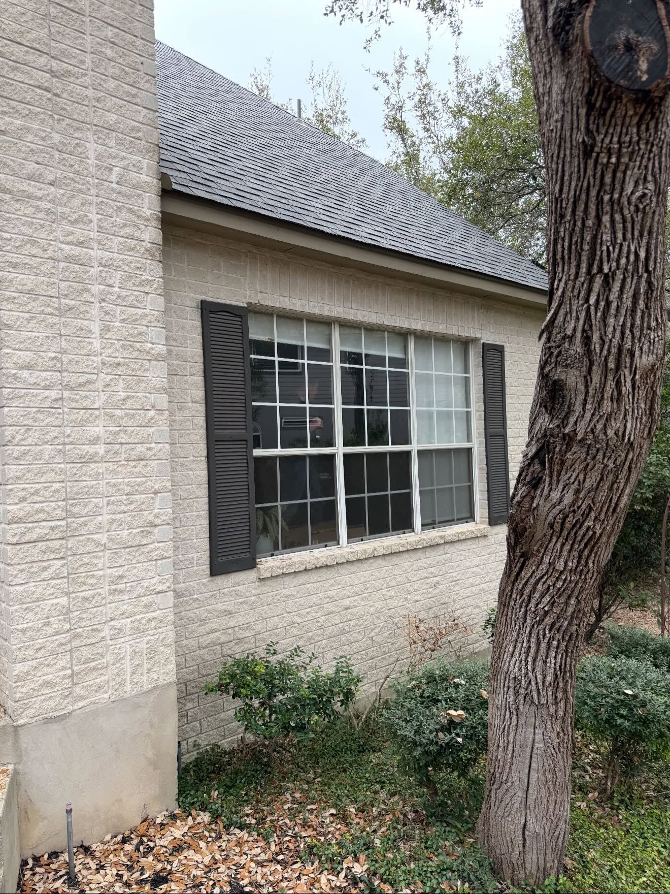 Side of a beige house with a window, tree trunk, and shrubs in front